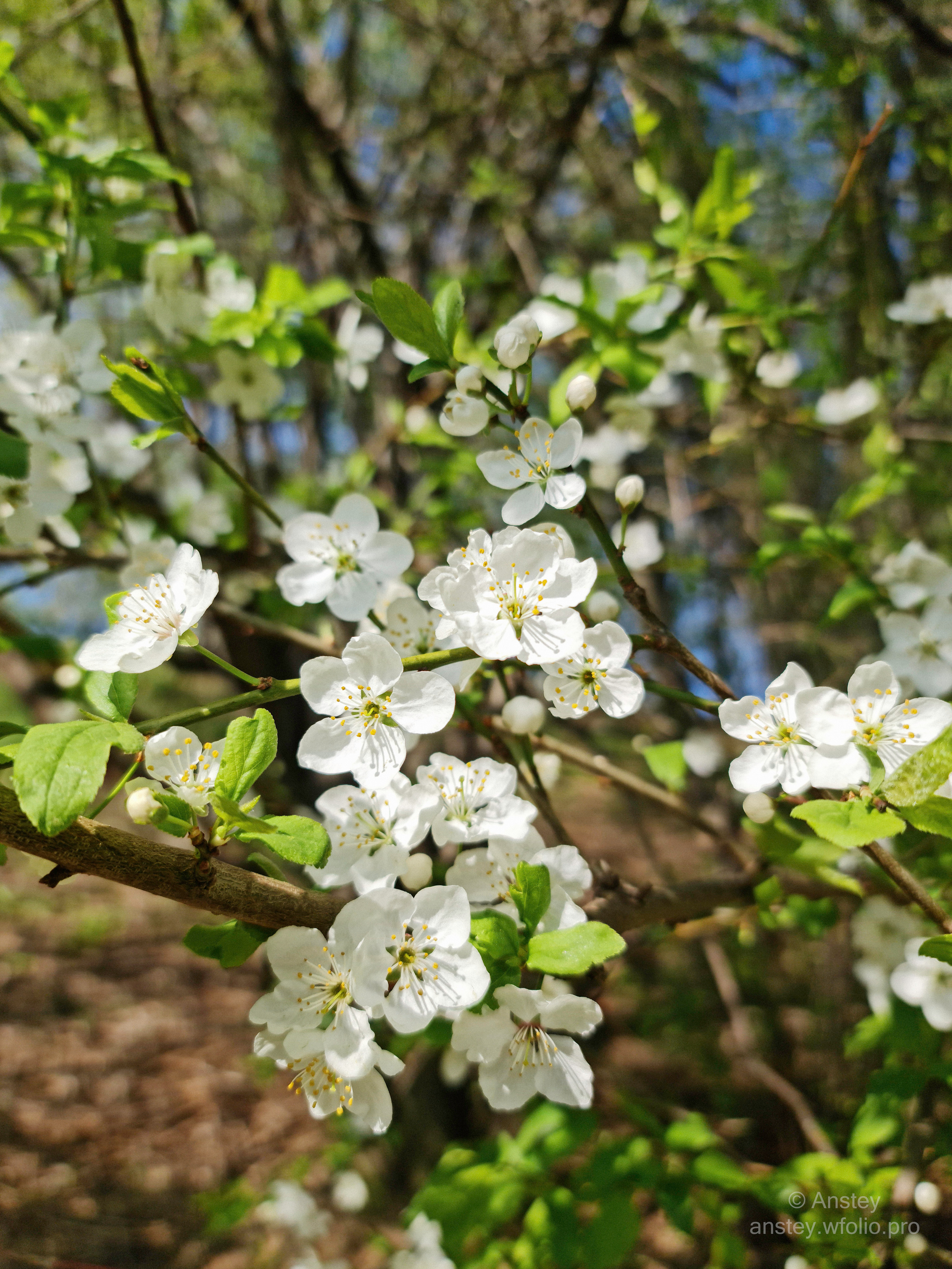 Цветы на дереве весной