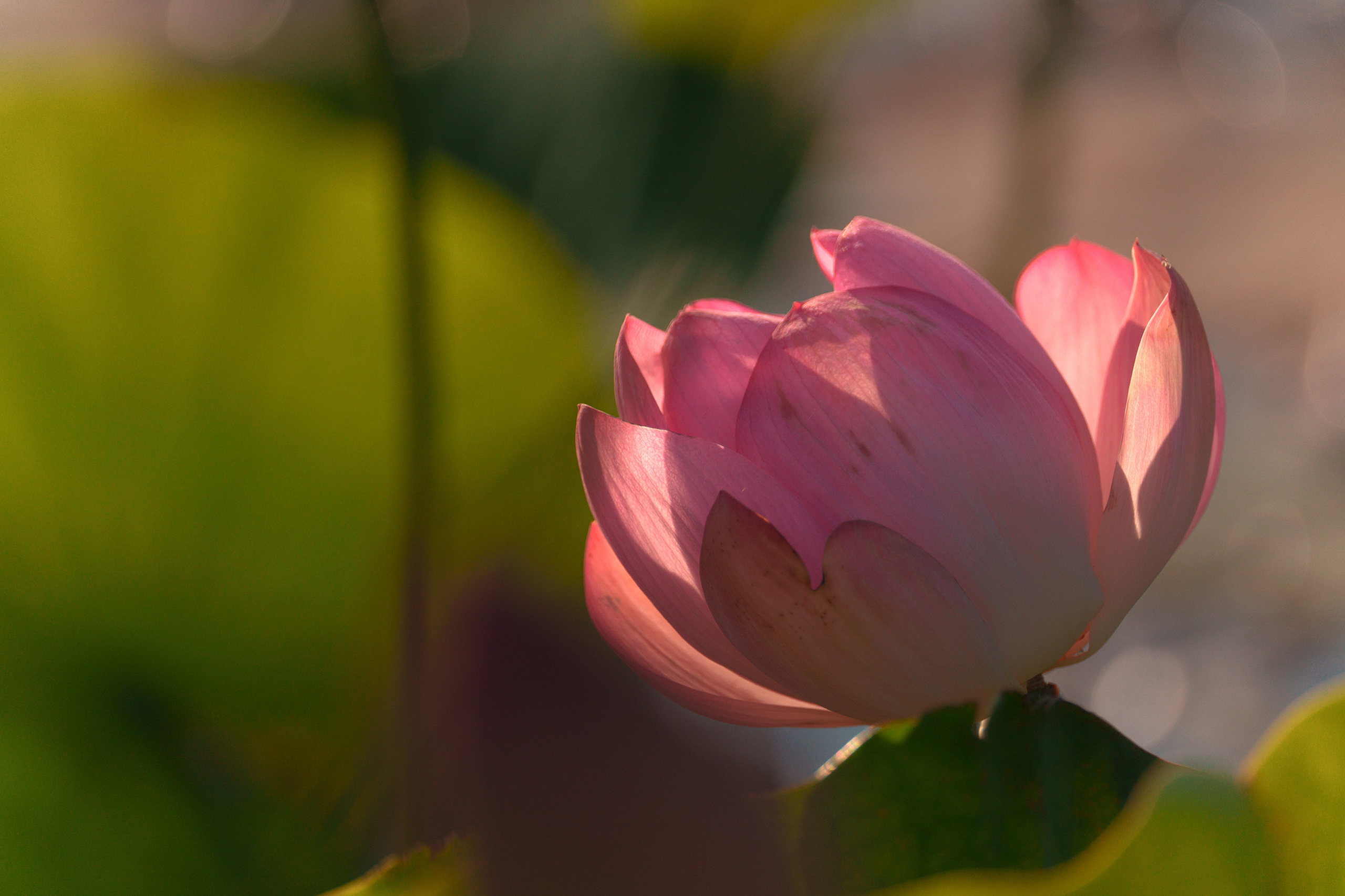 Барханы и лотосы. Июль–Август