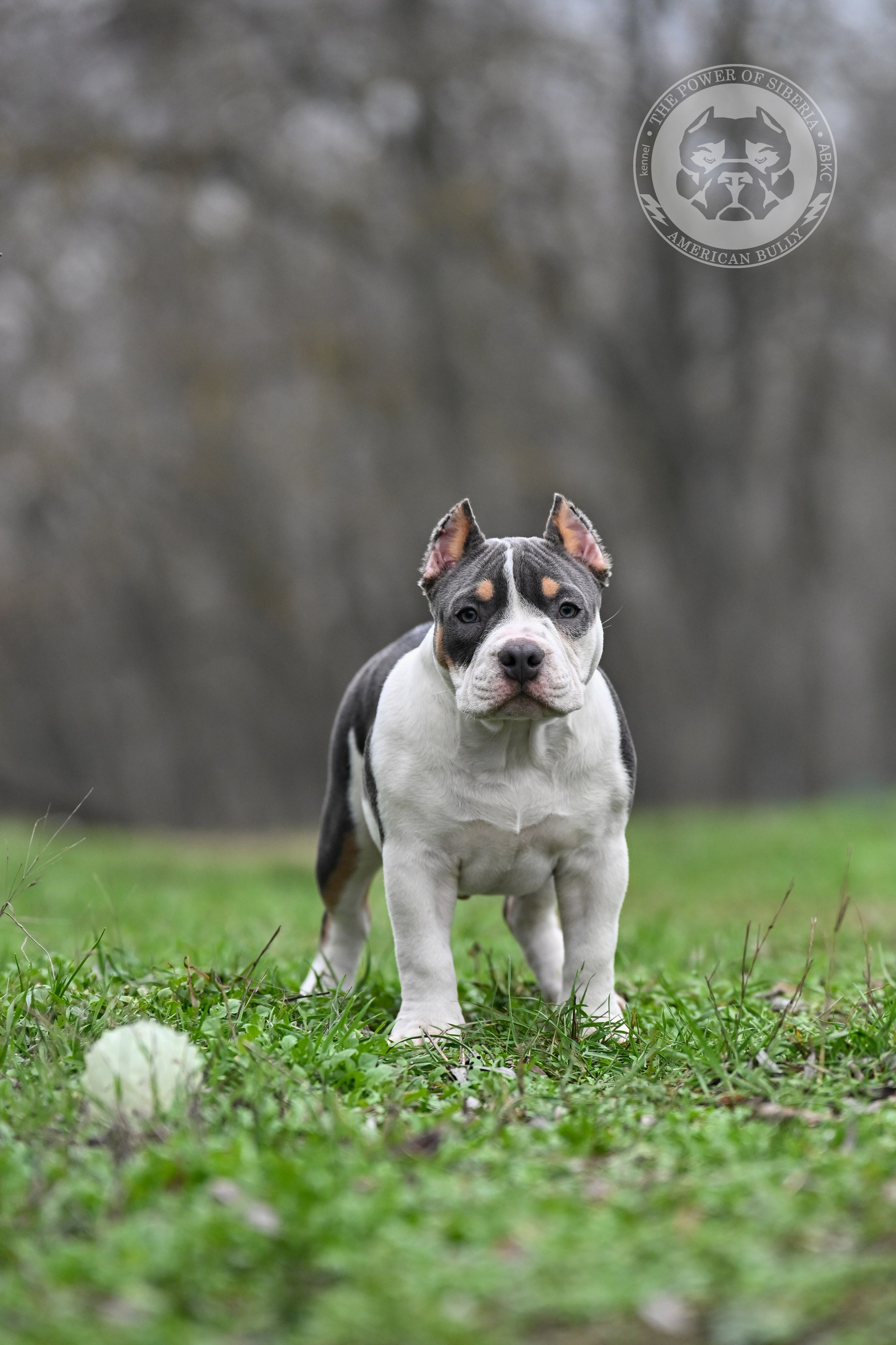 Все свободные щенки. Американский Булли в г. Ростов-на-Дону. Питомник THE POWER OF SIBERIA