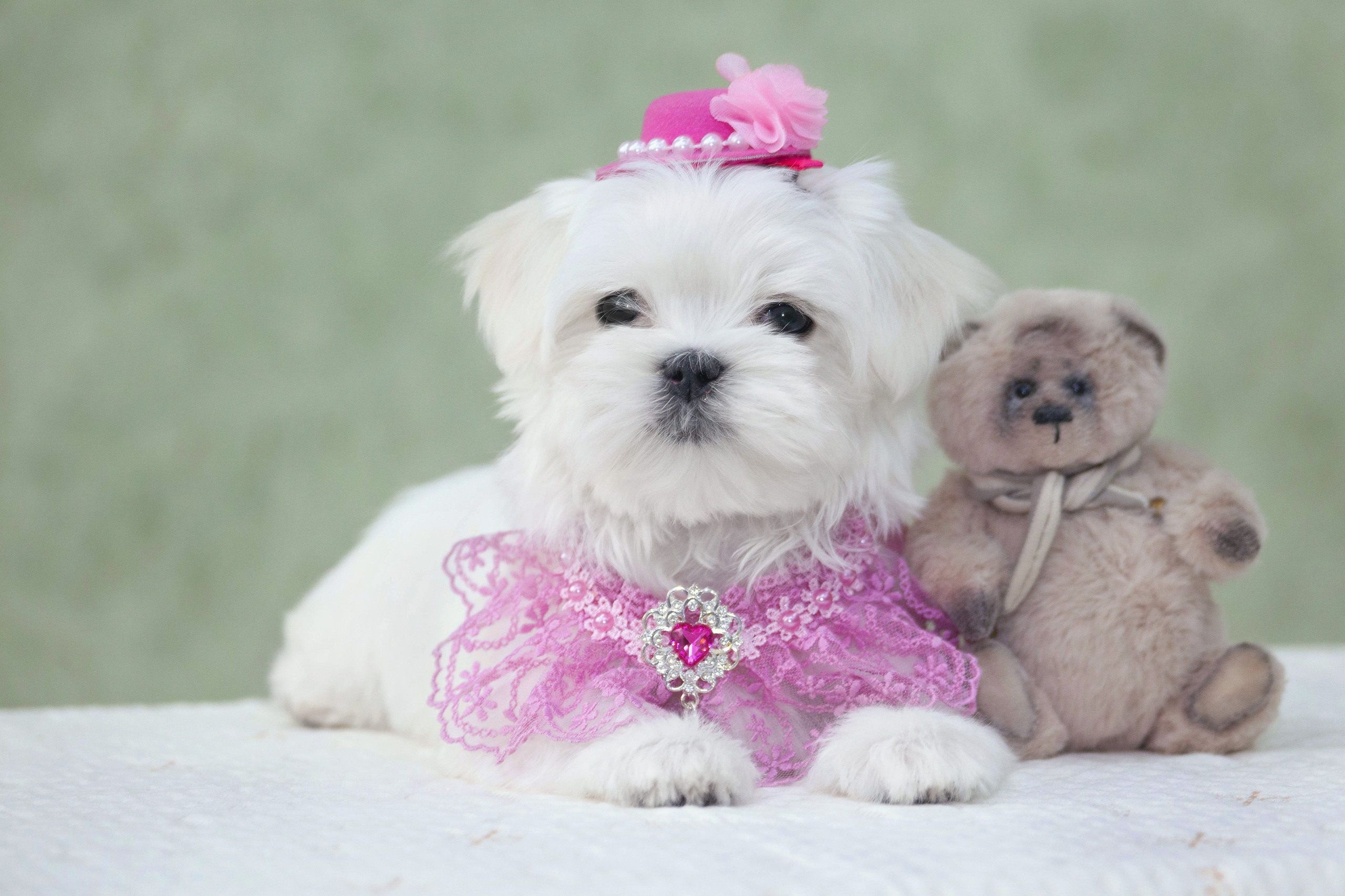 Щенки. Slavilada-Лапки. Свет. Любовь… Профессиональная фотосессия питомцев Для памяти, пристройства и продажи. Хабаровск