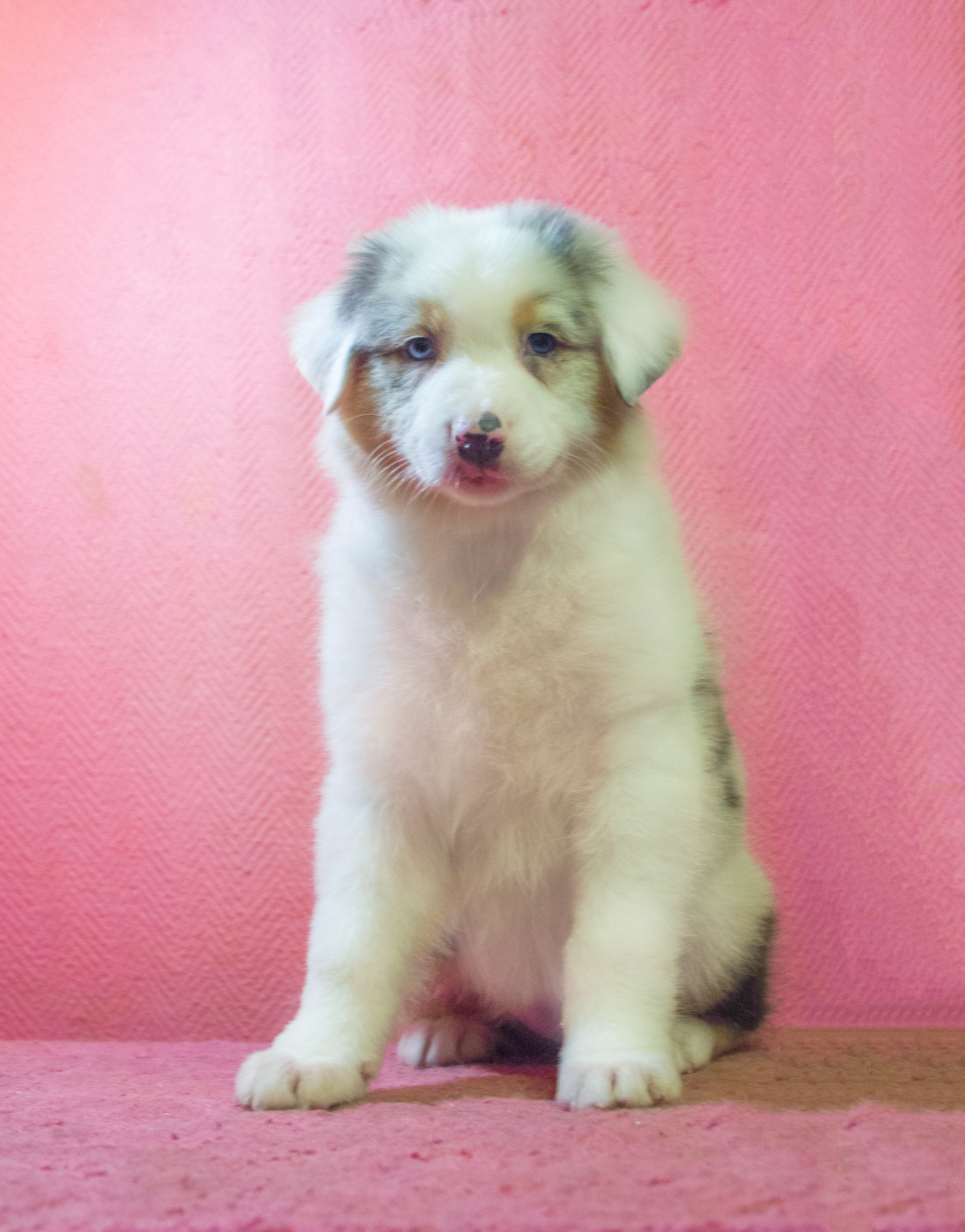 Кайса. BLGKV питомник собак