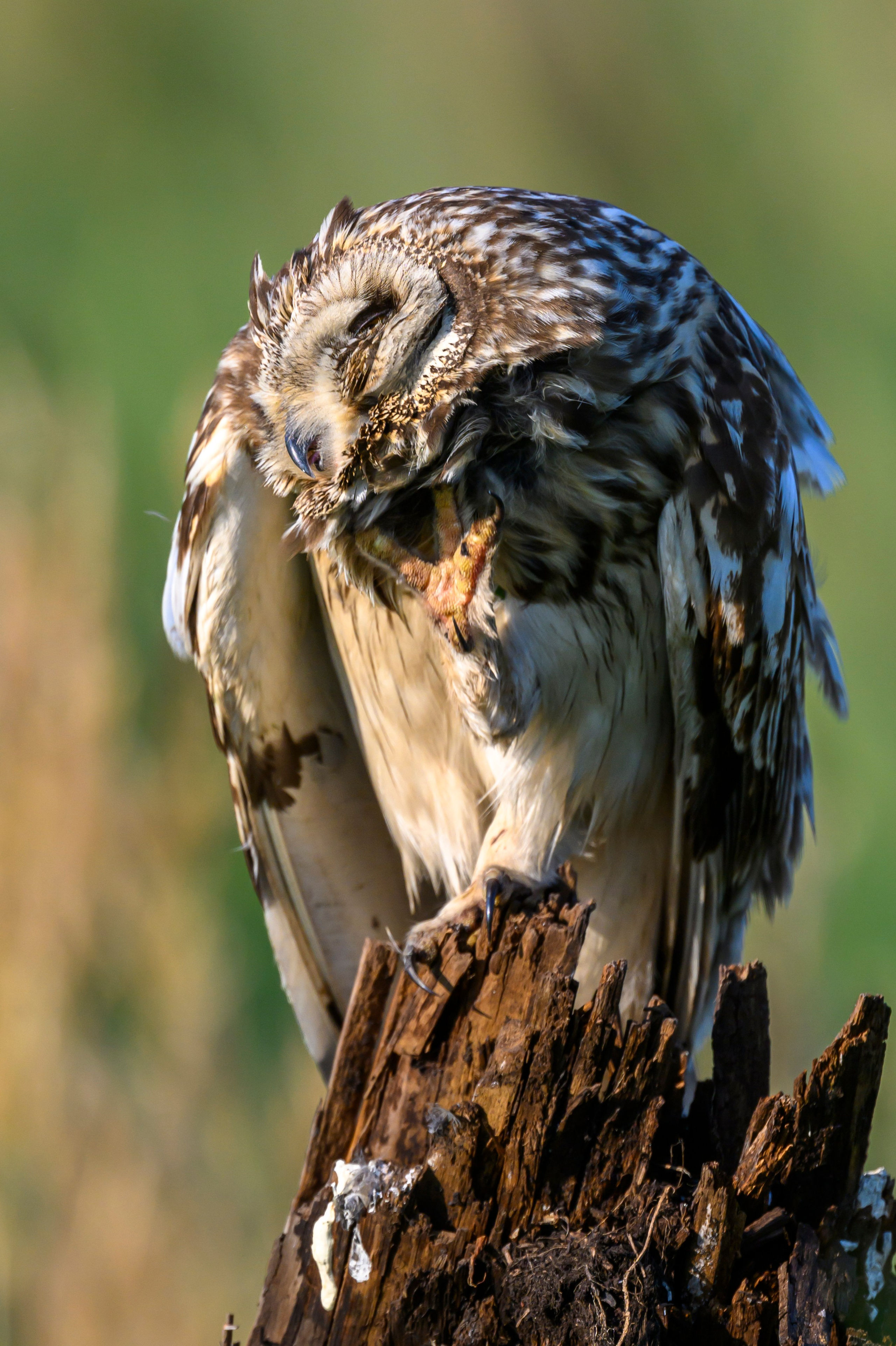 Совы умеют улыбаться. Owl can smile. Wildlife photography by Sergey Puponin