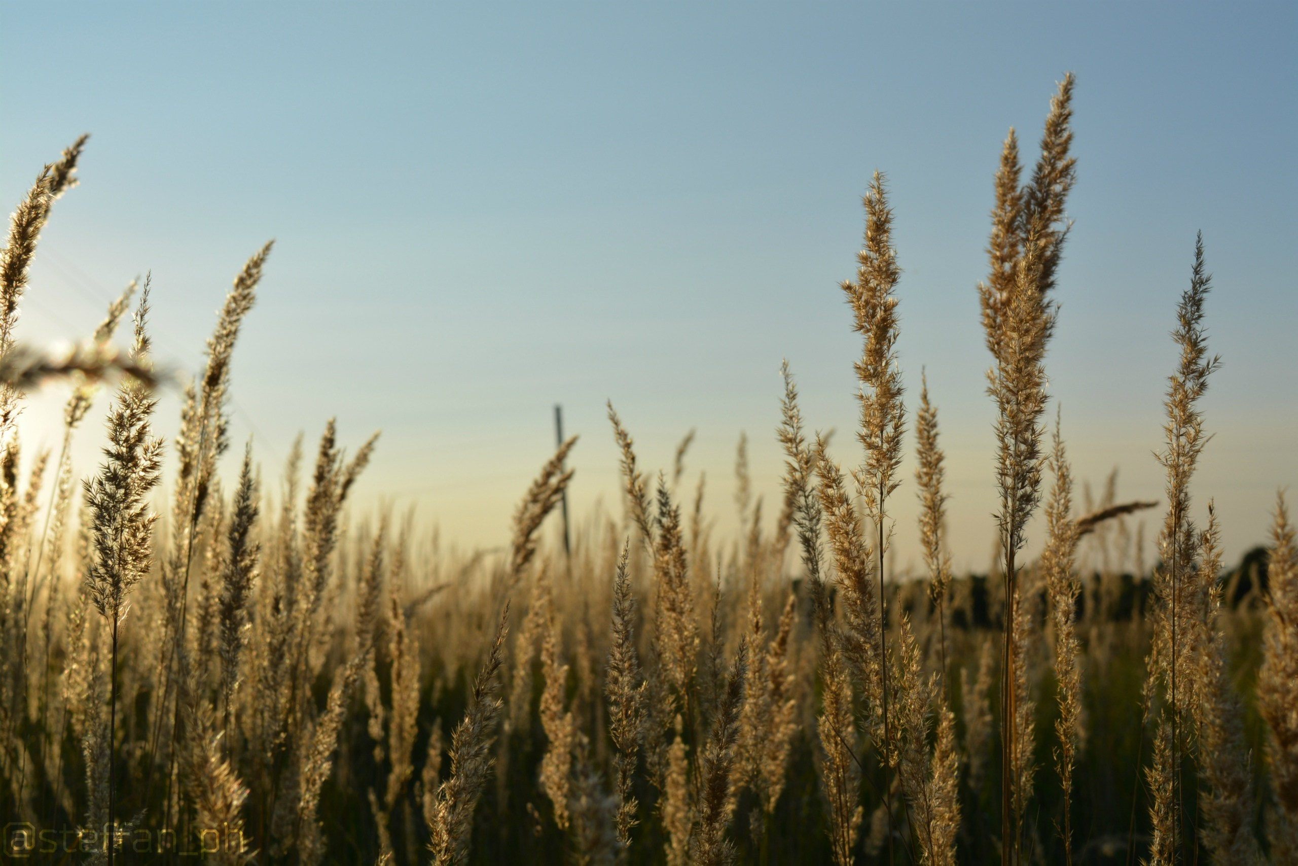 Пейзажная съемка поля пшеницы на закате