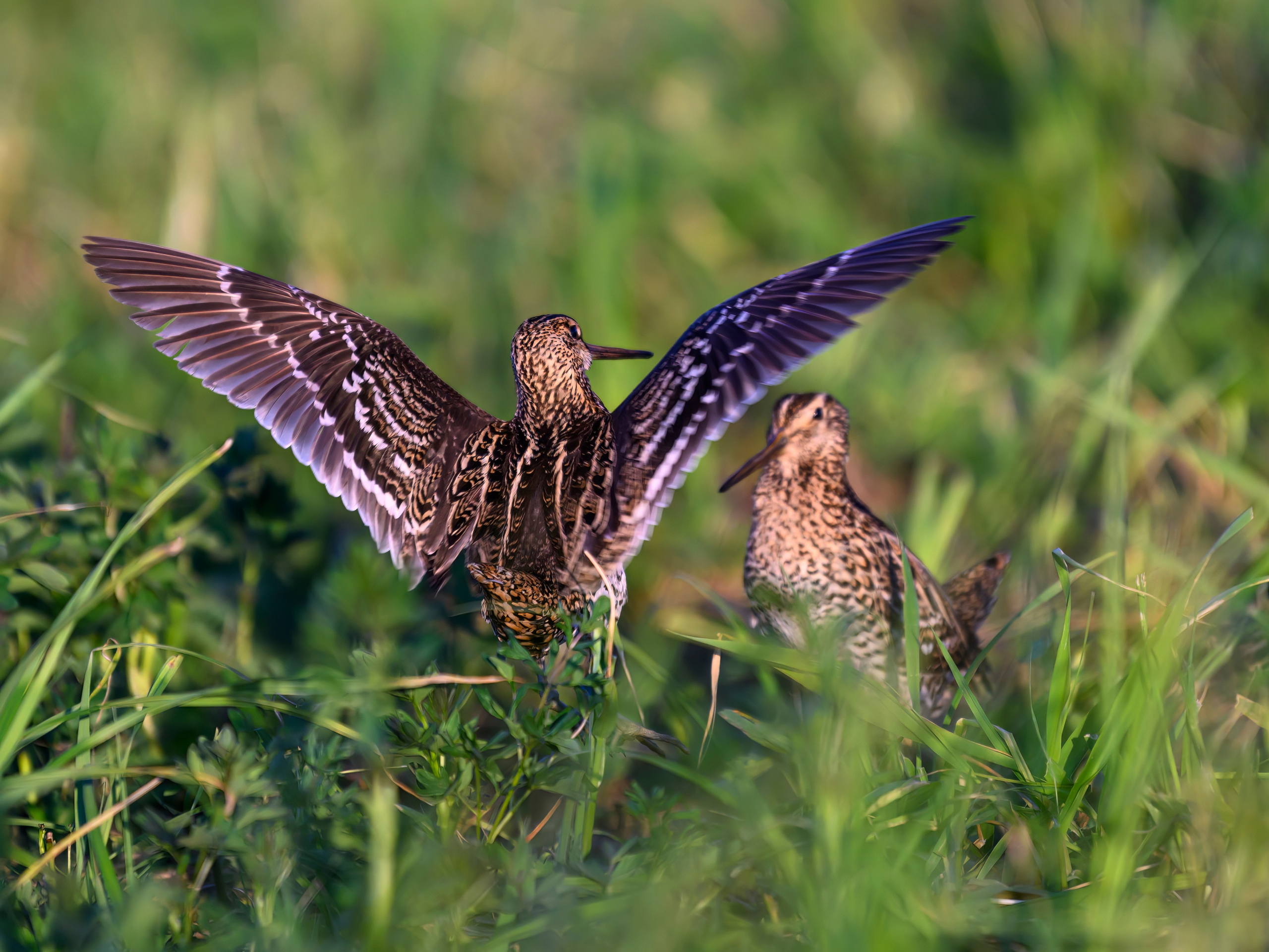 Дупелиный ток: настоящие гусары!. Фотограф Сергей Пупонин