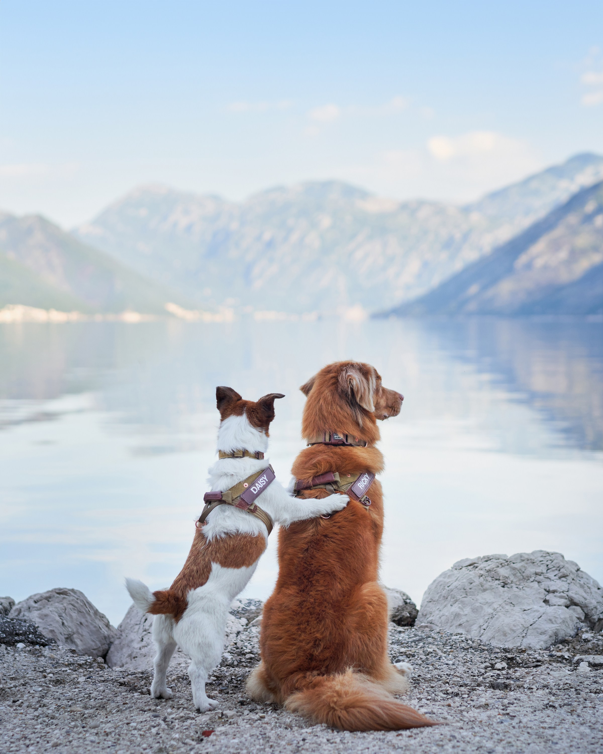 Pet Advertising Photography | Commercial Shoots with Dogs & Cats. Dog photographer Averianova Anna — Art photography of dogs