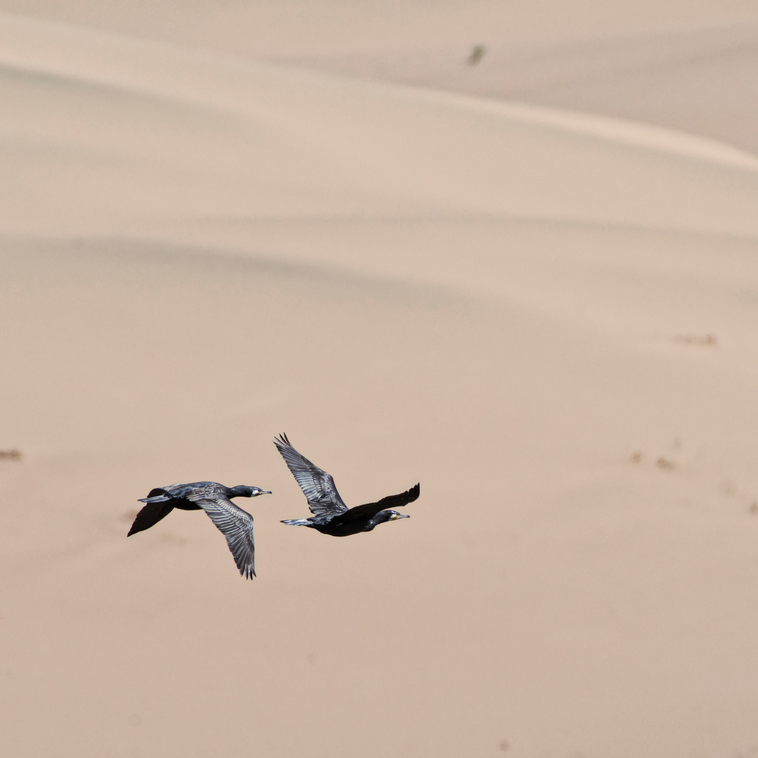 Экспедиция в Монголию (котловина больших озер). Семоха Валерий. Фотограф