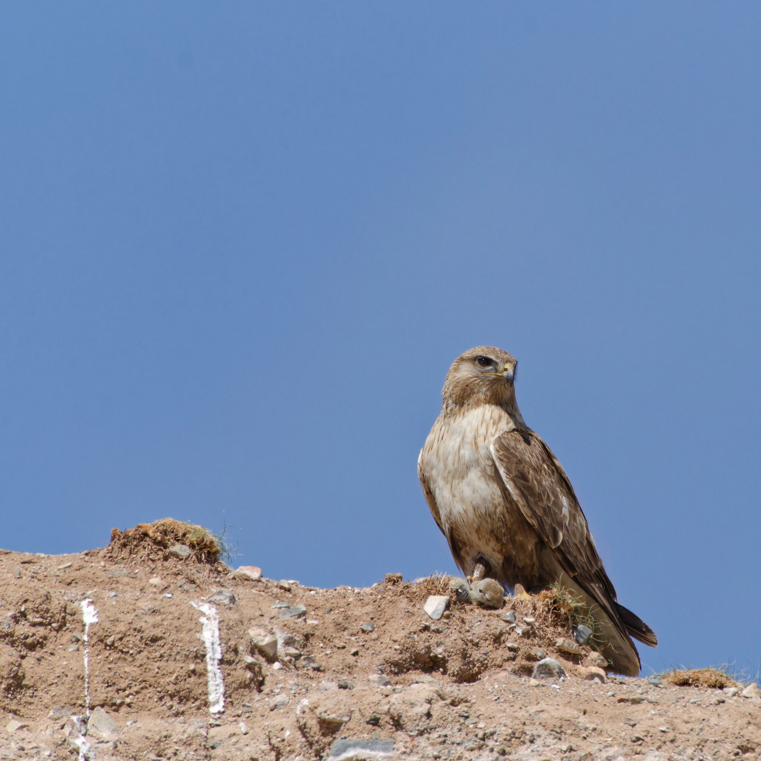 Экспедиция в Монголию (котловина больших озер). Семоха Валерий. Фотограф
