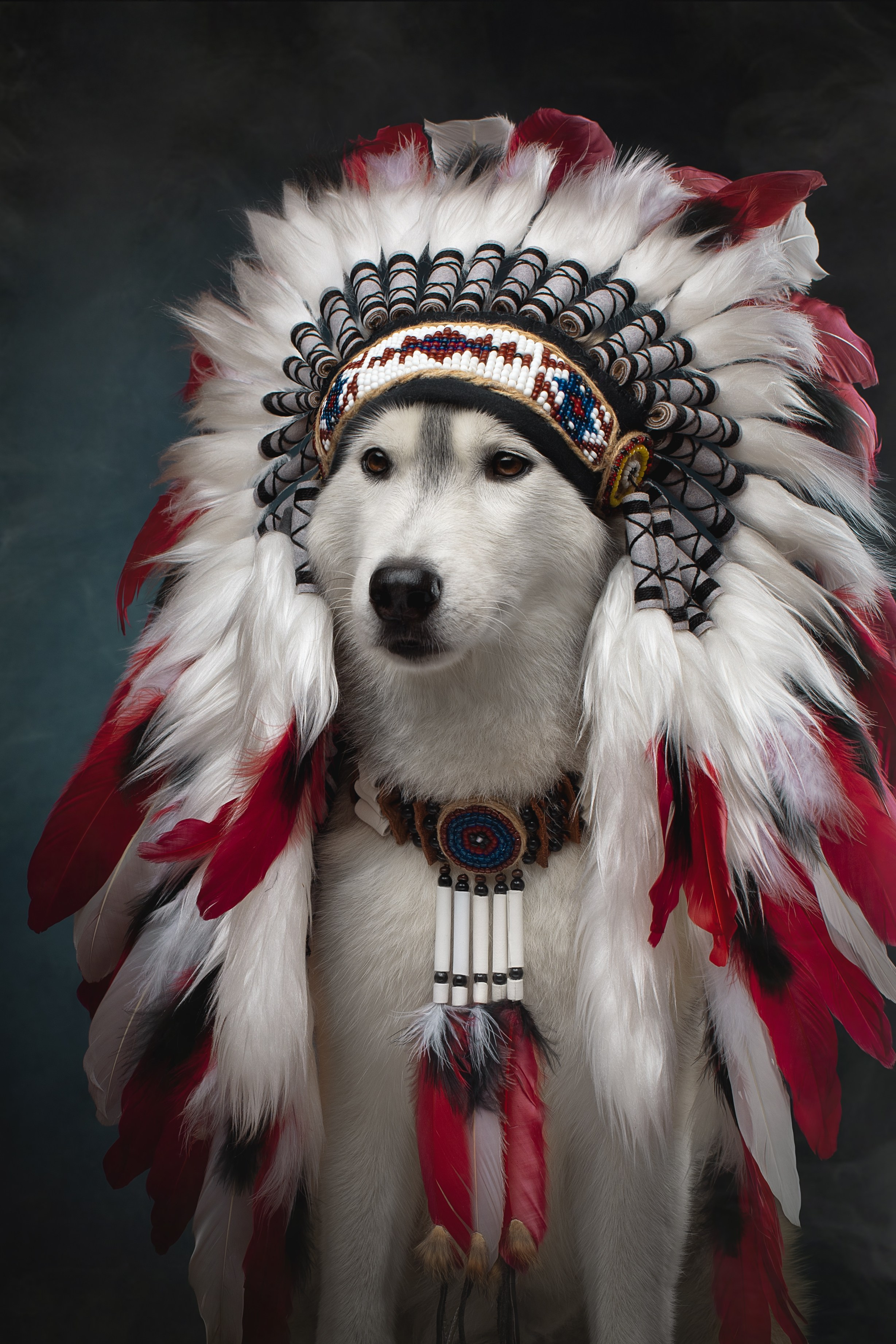 Фотограф анималист в Санкт-Петербурге Светлана Писарева