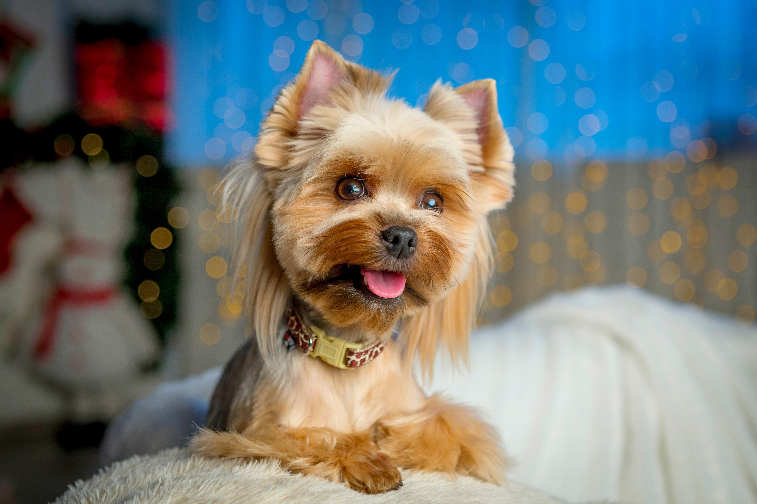 Съемка собак в новогодней студии