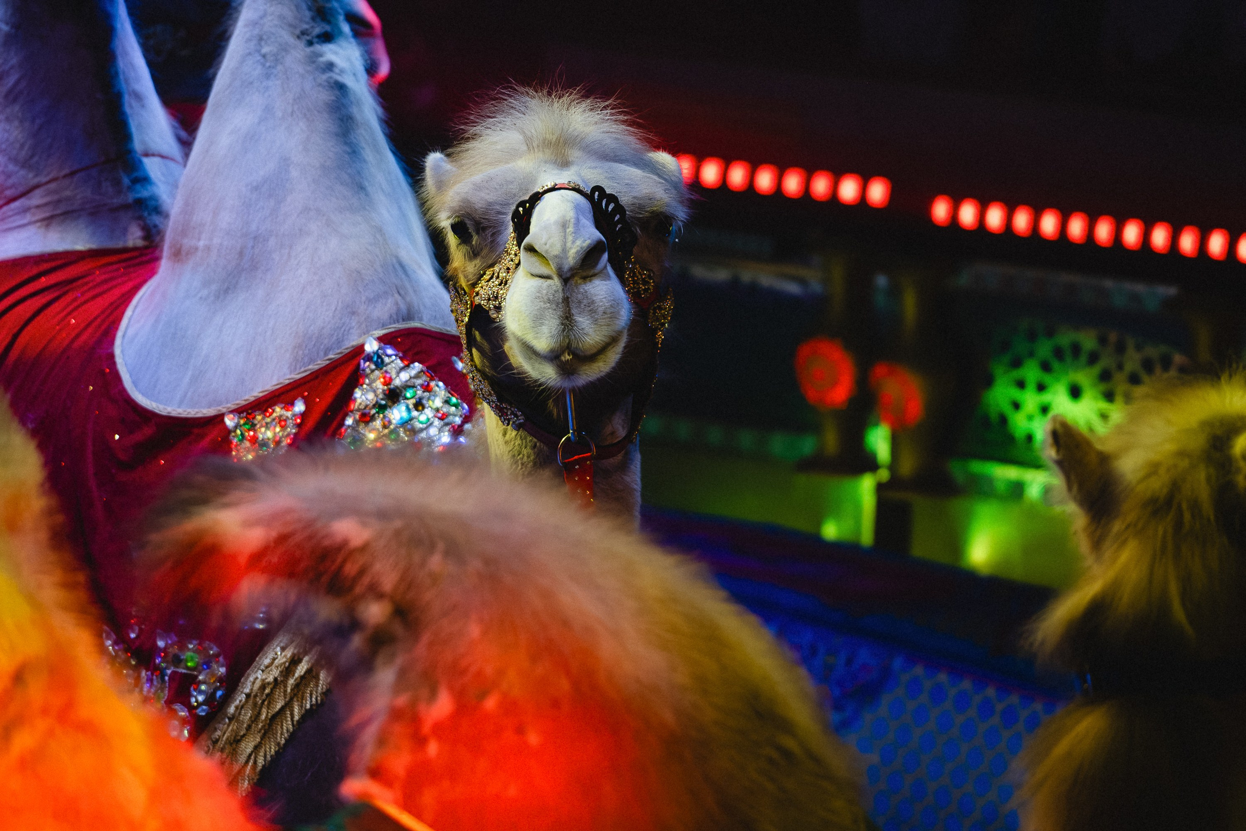 Пресс-показ шоу «Песчаная Сказка». Воробьева Ксения — Спортивный и танцевальный фотограф Новосибирск