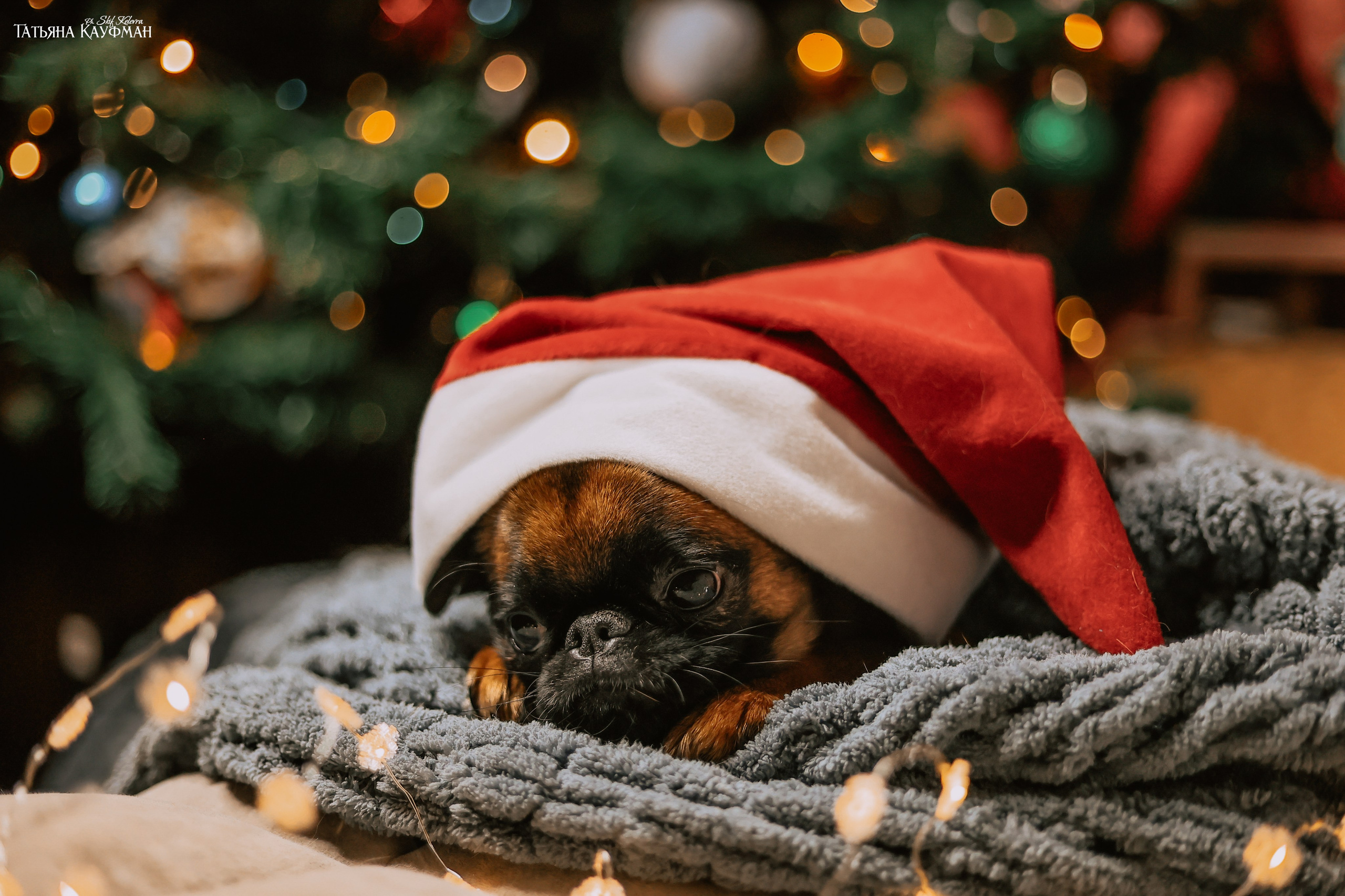 Малый брабансон, фотография брабансон, красивая собака, фотограф анималист, фотокурс Анималистика, научиться фотографировать собак, фотограф Новосибирск