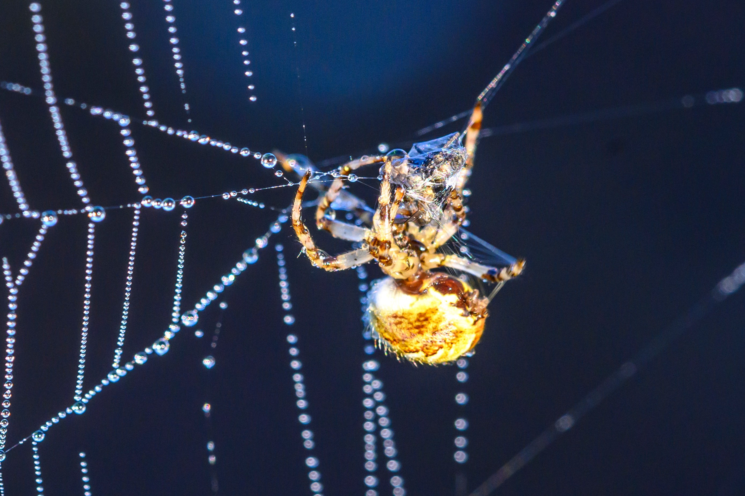 Первая охота совят. The first hunt of owlets. Фотограф Сергей Пупонин