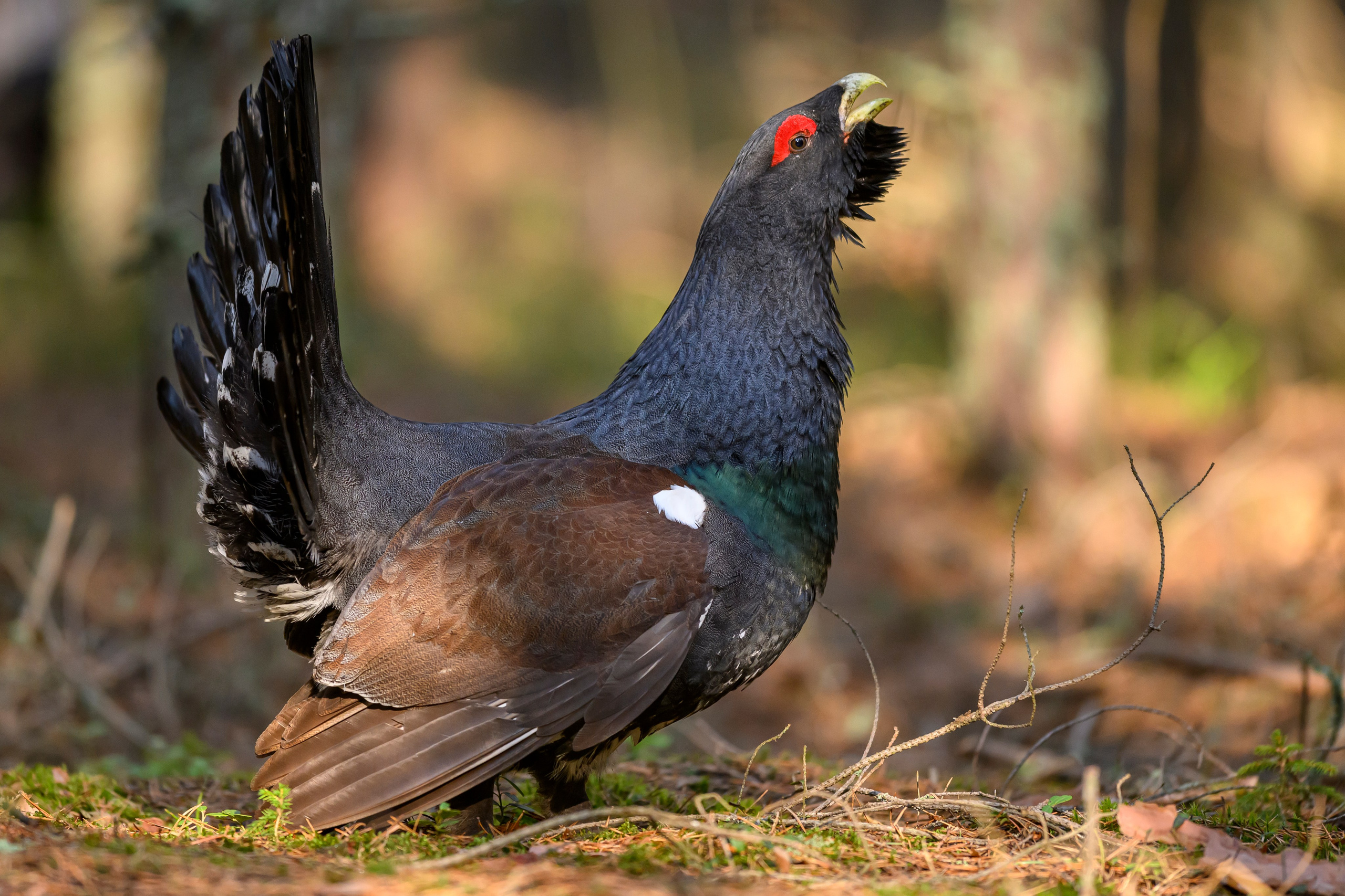 Глухарь / Wood grouse. Фотограф Сергей Пупонин