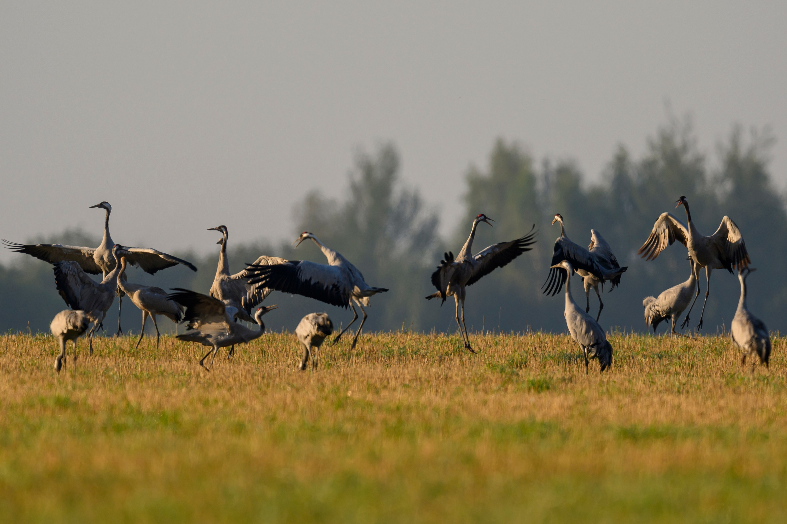 Танцы журавлей. Dances of the Cranes. Фотограф Сергей Пупонин