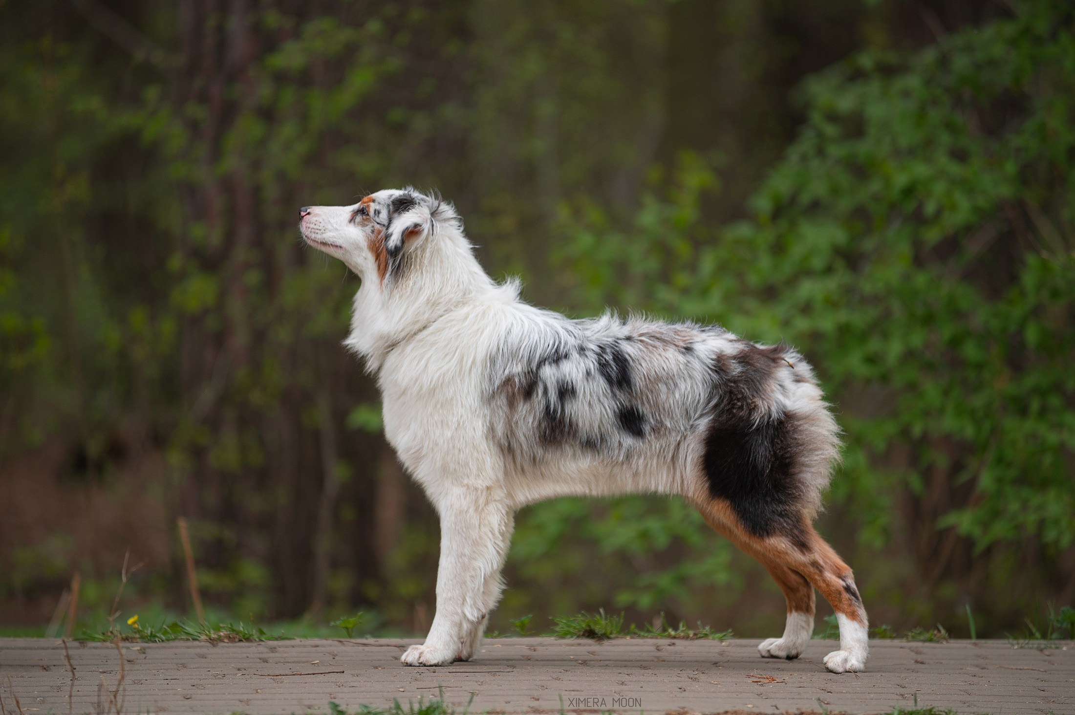 Кайса. BLGKV питомник собак