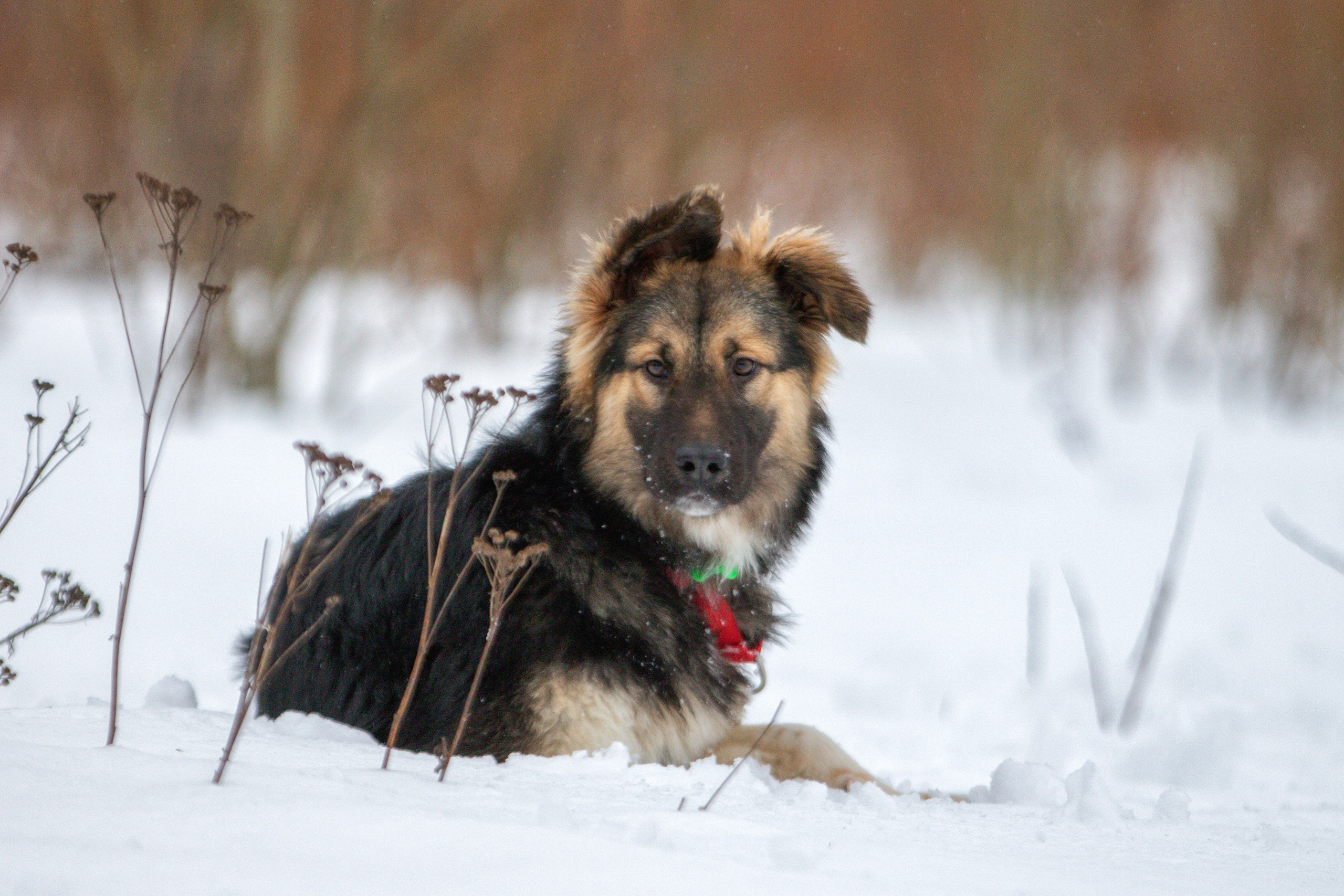 Прогулка в поле с Милкой. Фотограф-анималист Юлия Зубкова