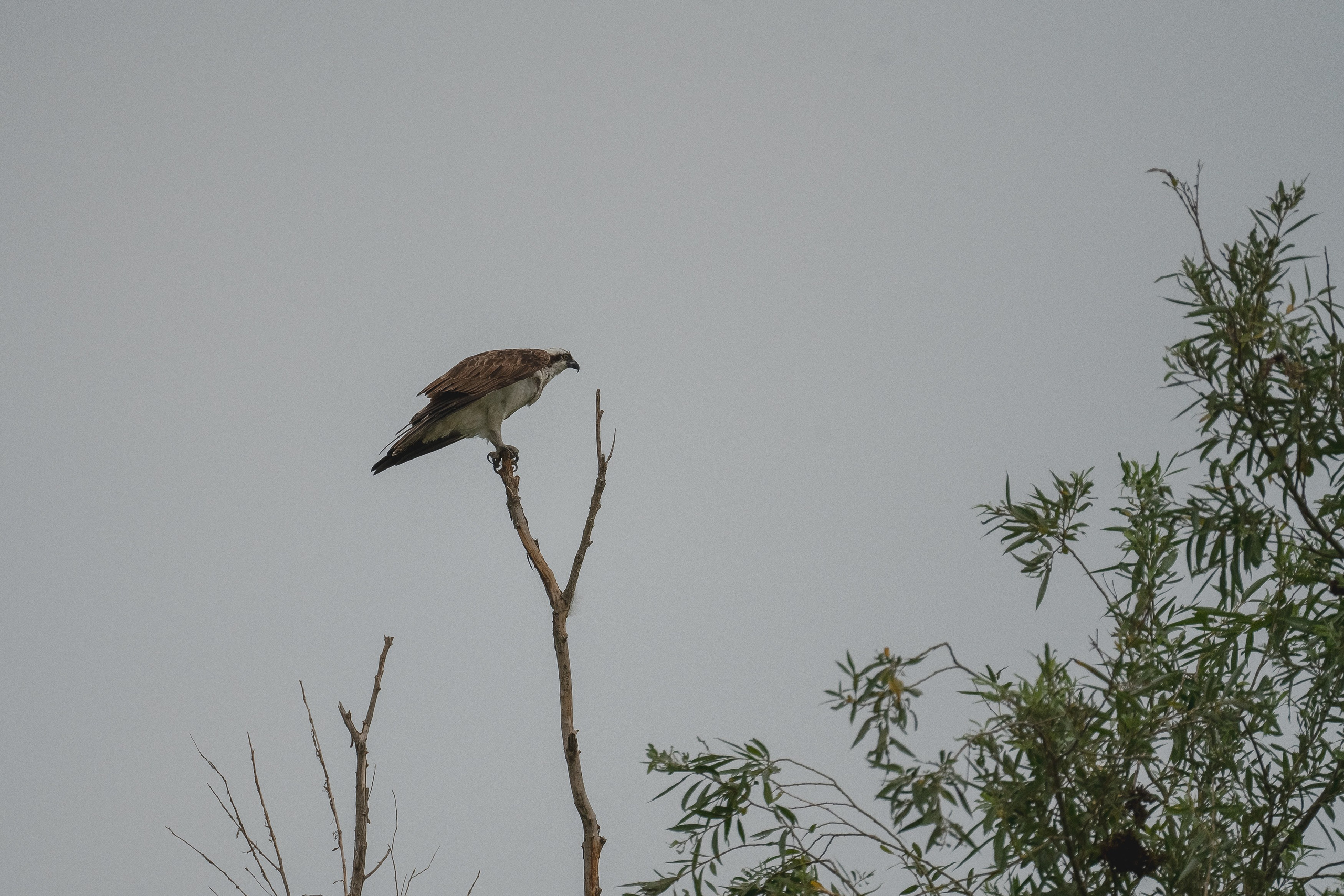 Барханы и лотосы. Июль–Август