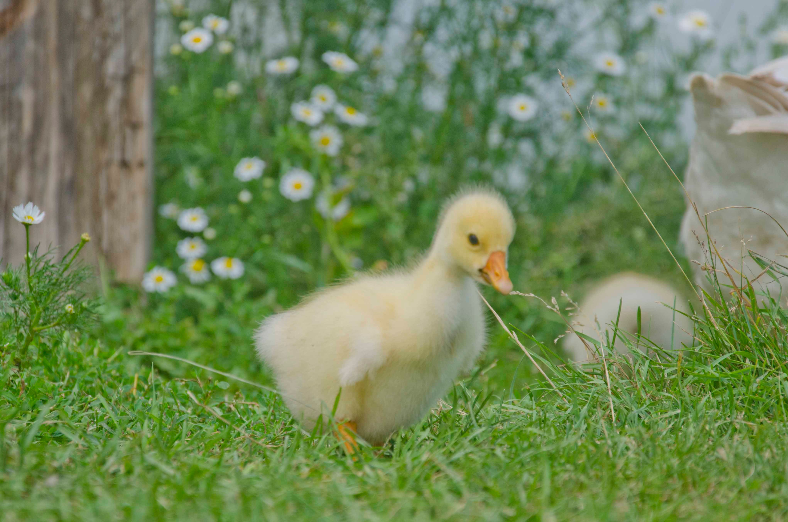 Портретная и предметная фотография. Столярное дело. Дракон и Ведьмочка — творческая коллаборация