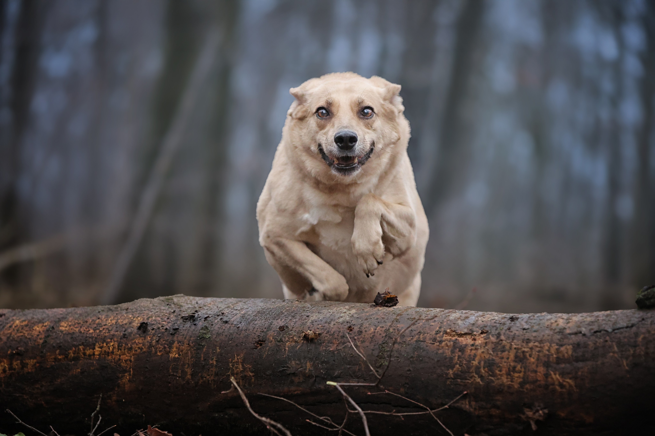 Обо мне. Фотограф-анималист в Москве и Подмосковье