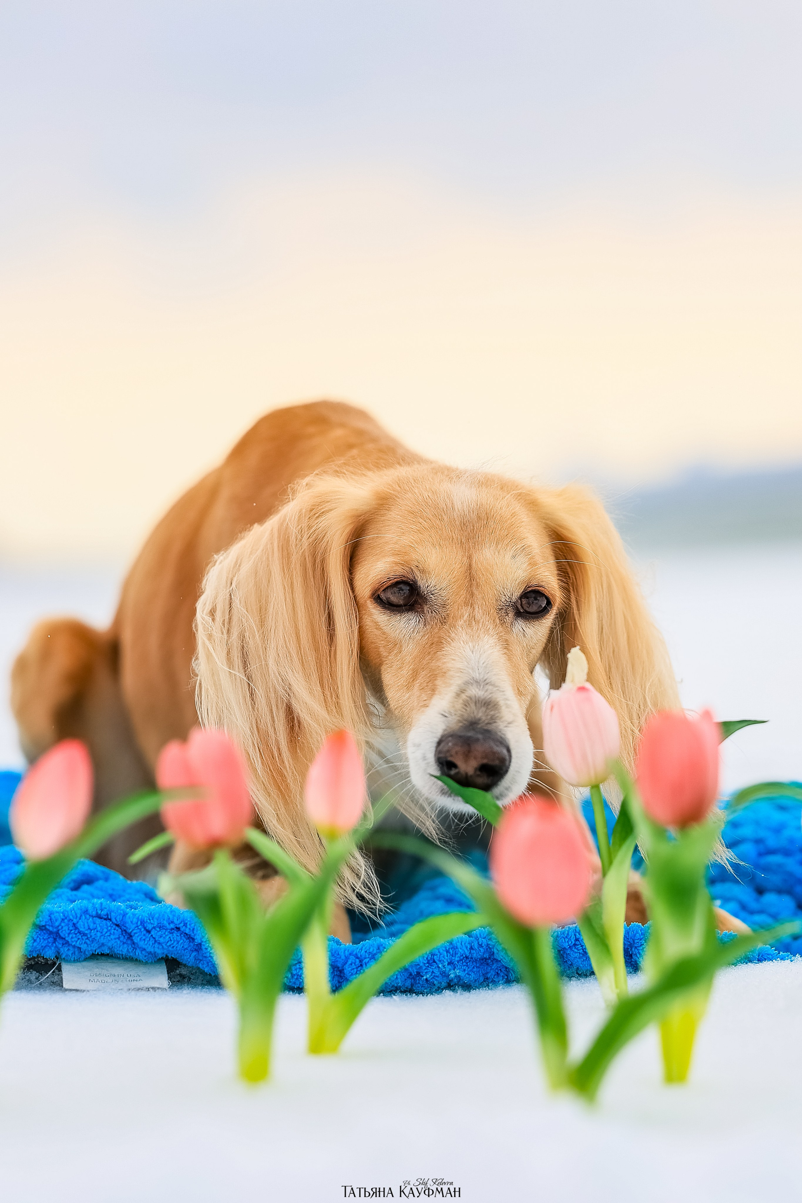 Салюки Флай и Лира. Фотограф Анималист из Новосибирска Татьяна Кауфман