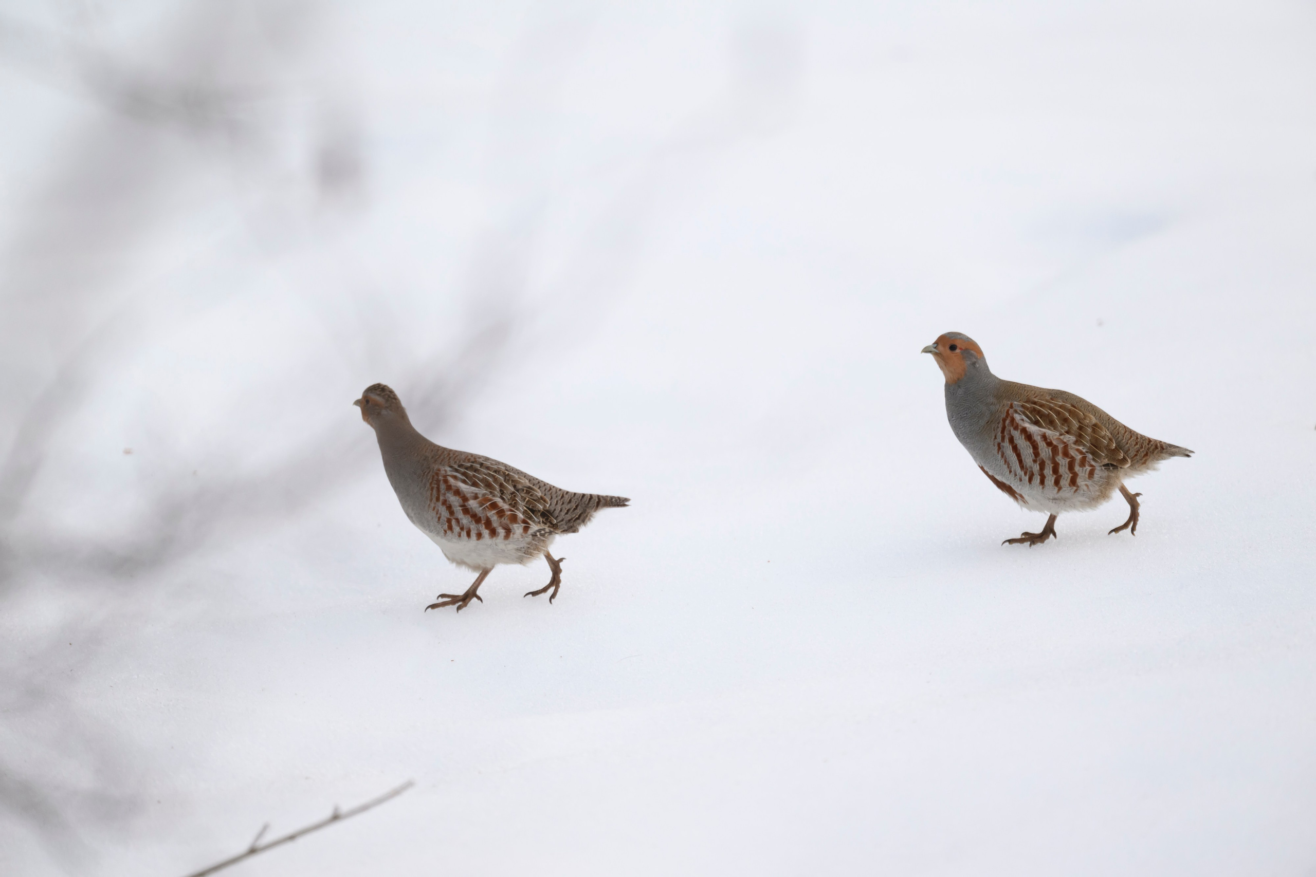 Лоси и куропатки. Фотограф Сергей Пупонин