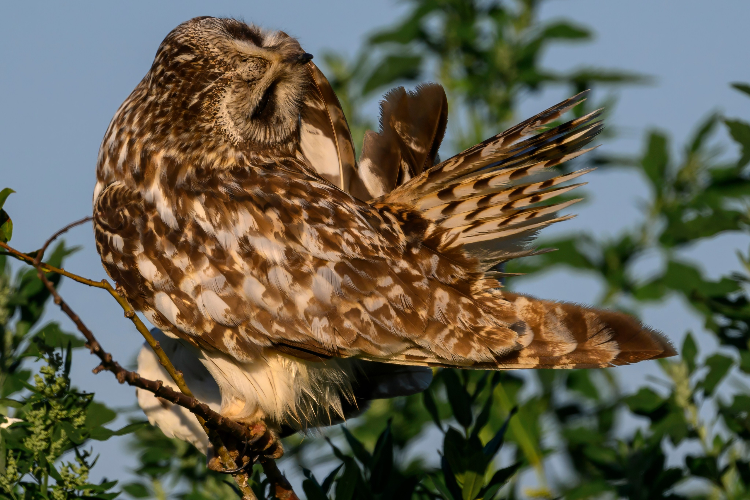 Утренний моцион совы. Owl's morning routine. Wildlife photography by Sergey Puponin