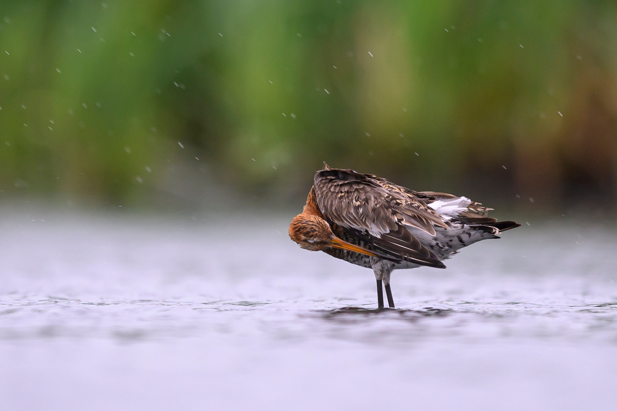 Поручейники и большой веретенник. Wildlife photography by Sergey Puponin
