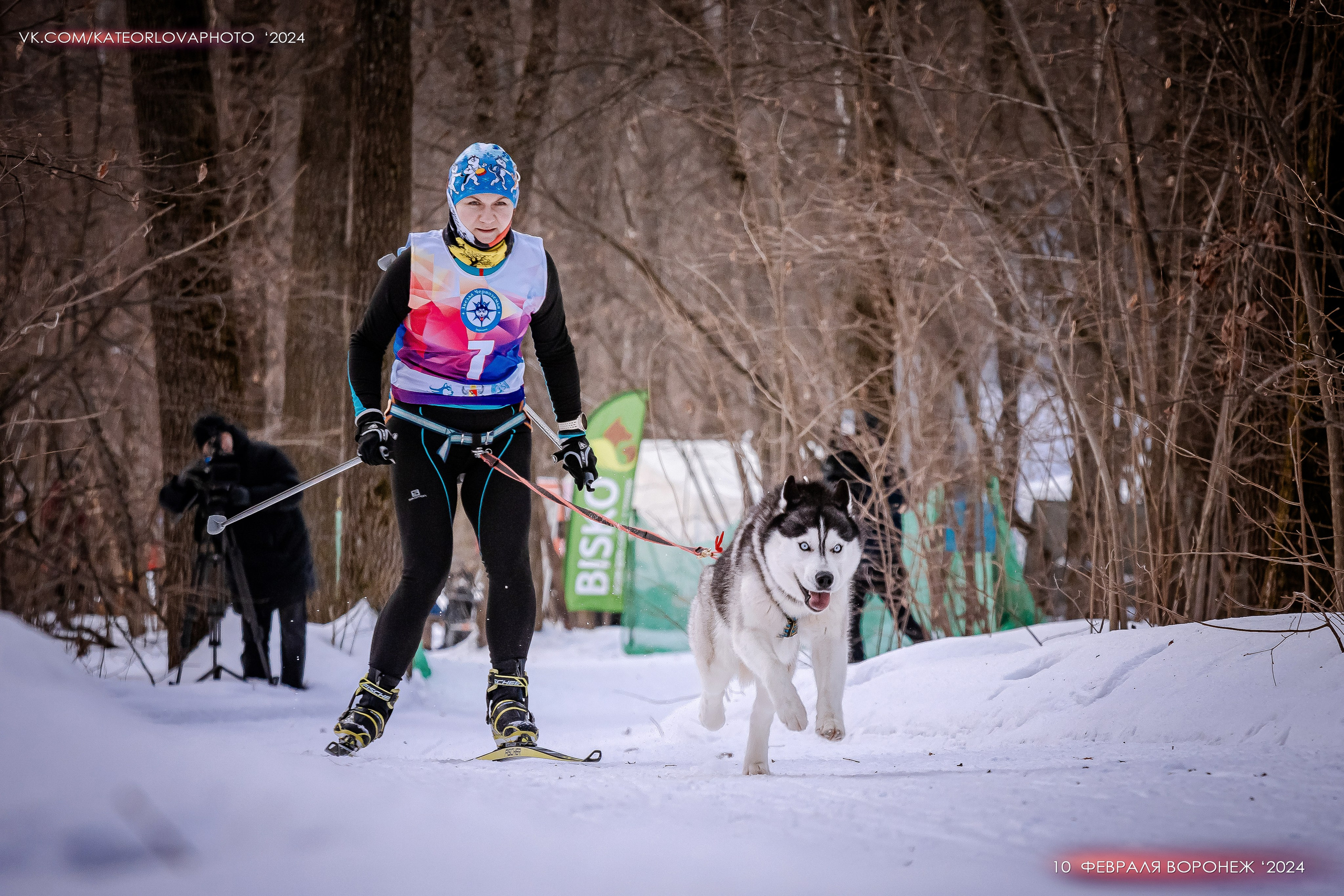Собаки питомника Bueno Pardo. Питомник собак Акита, Хаски, Корги