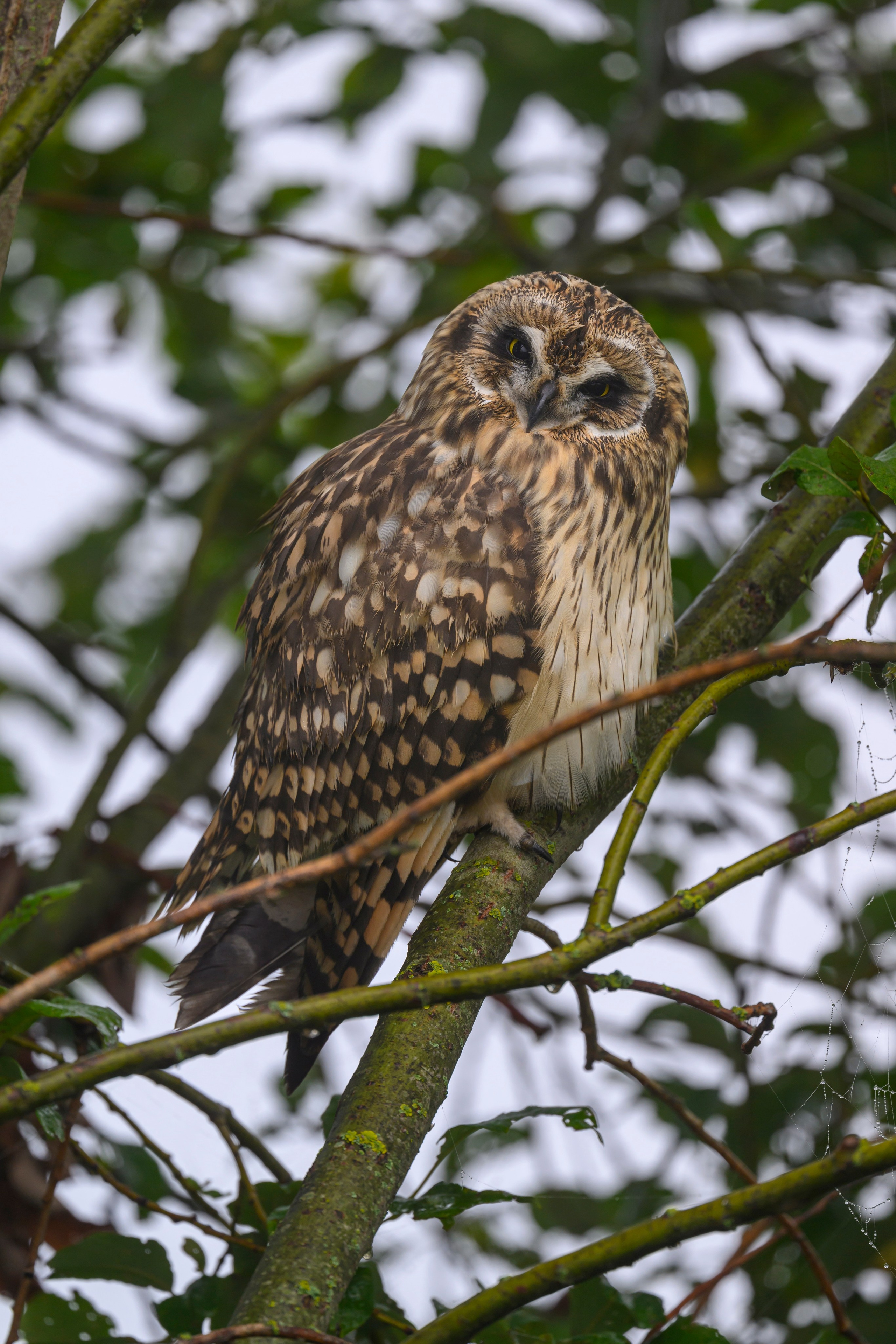 Охота совы и три совенка. Owl hunting and three owlets. Фотограф Сергей Пупонин