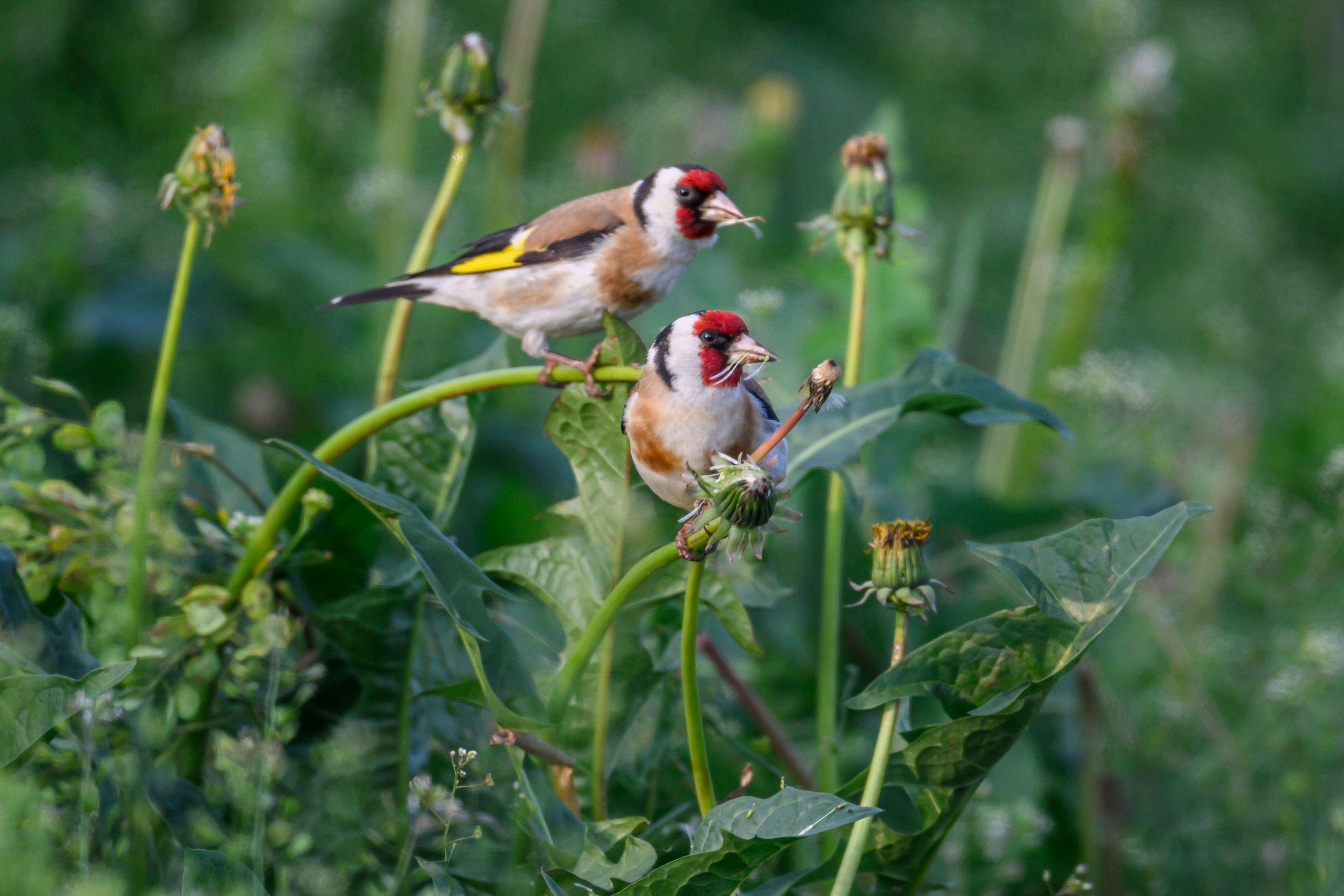 Щеглы и чекан. Wildlife photography by Sergey Puponin