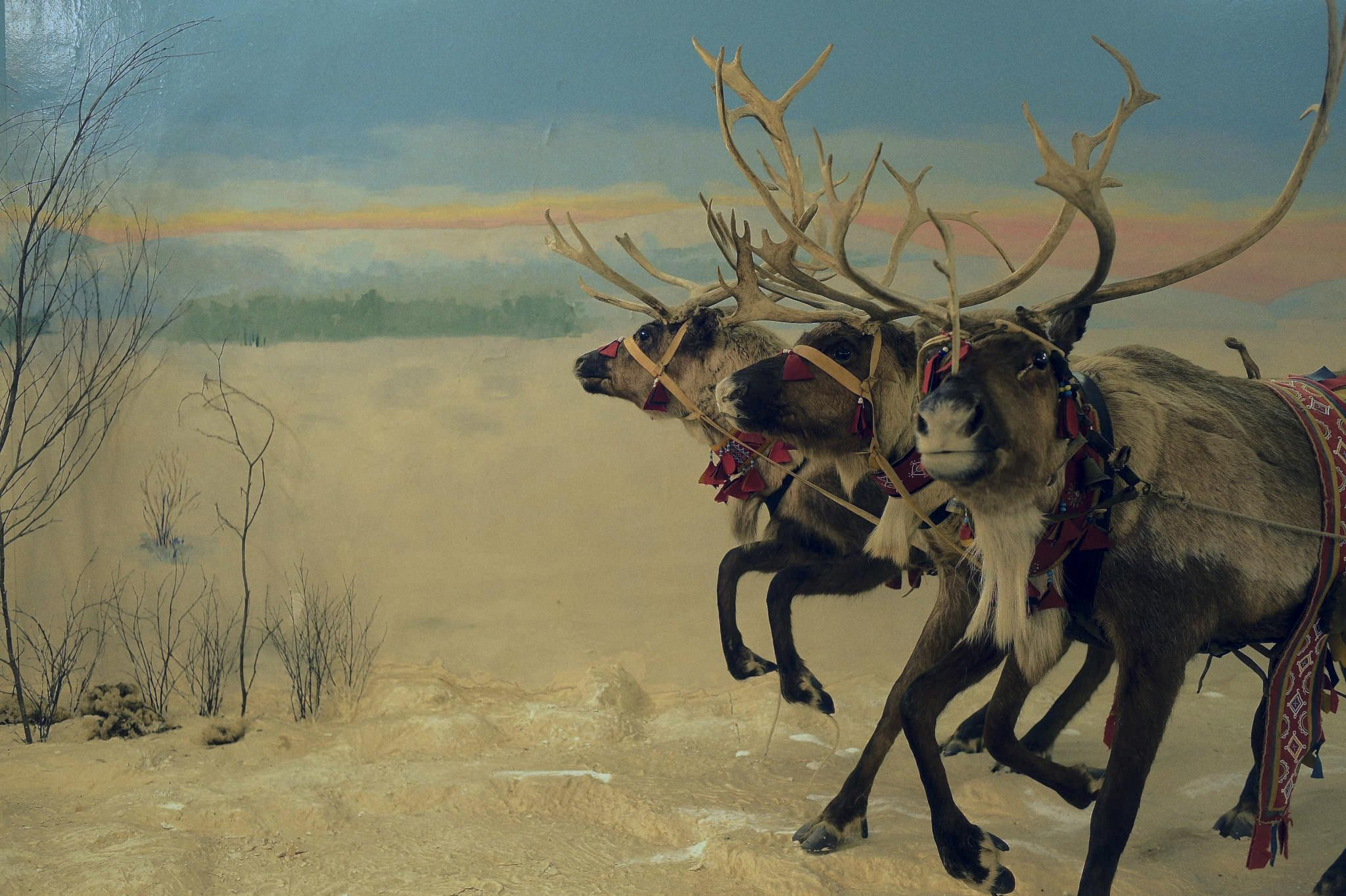 Фототур к северным оленям и саамам. 5–9 марта