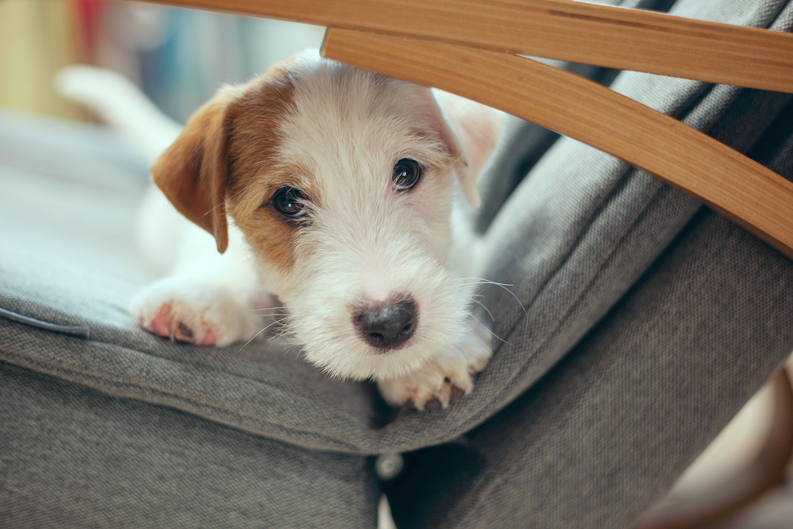 Щенки. Slavilada-Лапки. Свет. Любовь… Профессиональная фотосессия питомцев Для памяти, пристройства и продажи. Хабаровск