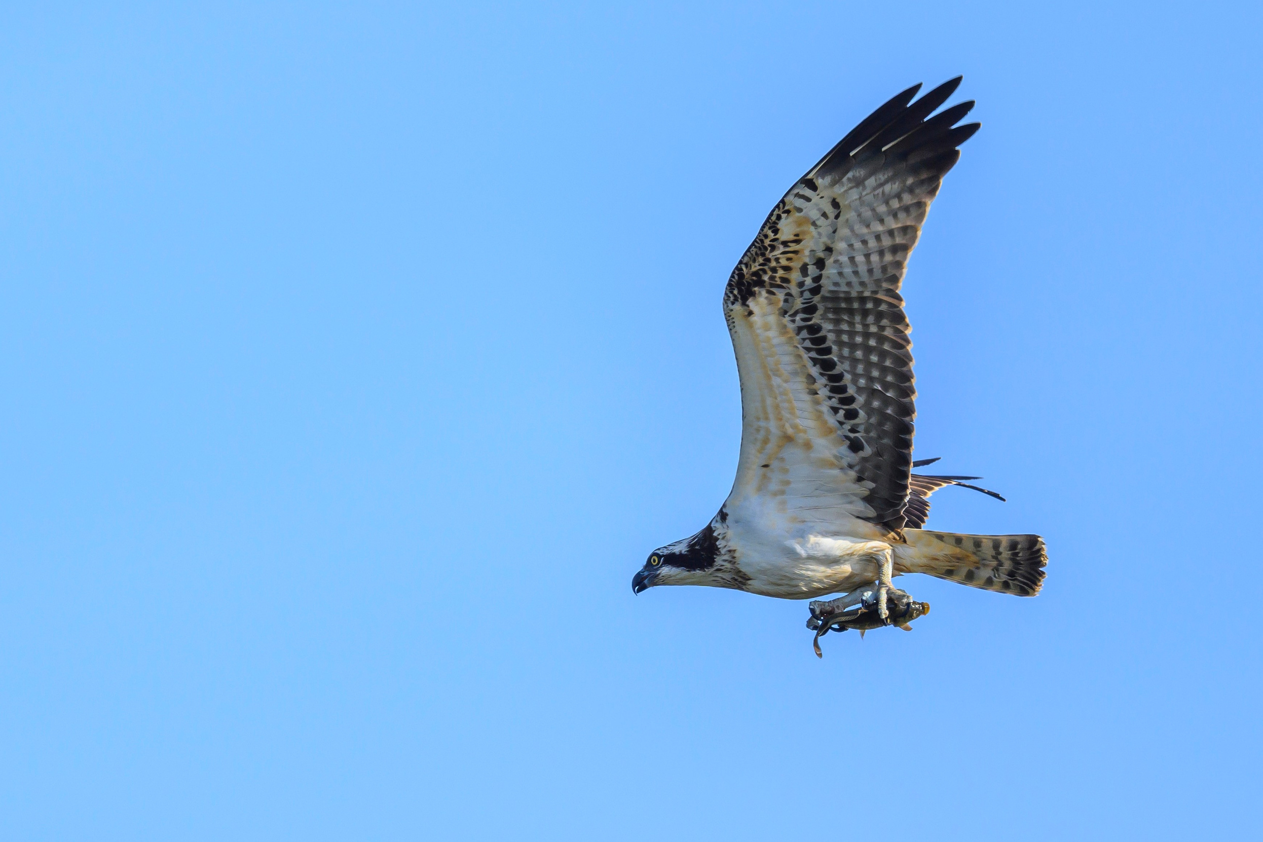 Скопа и канюк. The Osprey and the Buzzard. Фотограф Сергей Пупонин