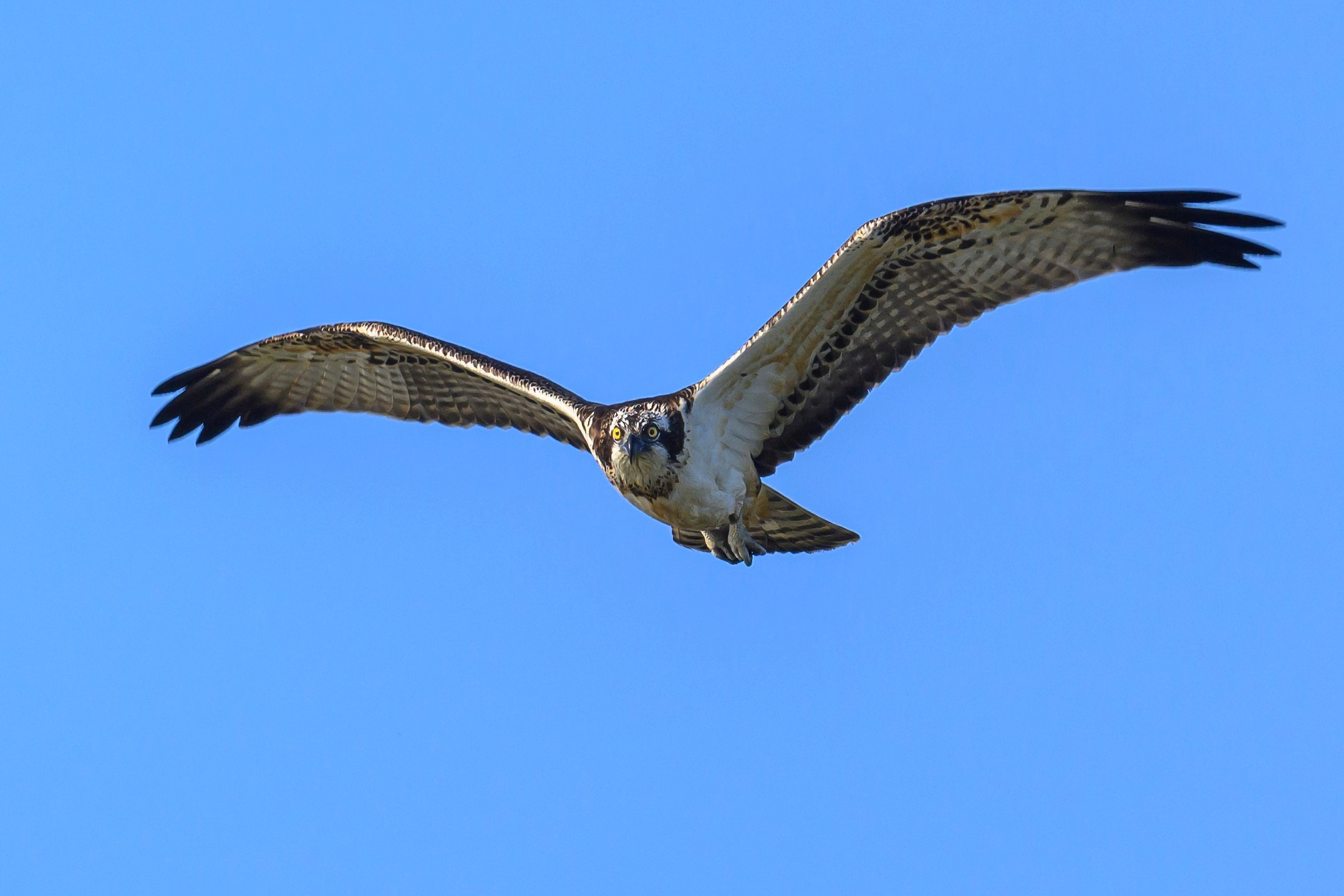 Скопа и канюк. The Osprey and the Buzzard. Фотограф Сергей Пупонин