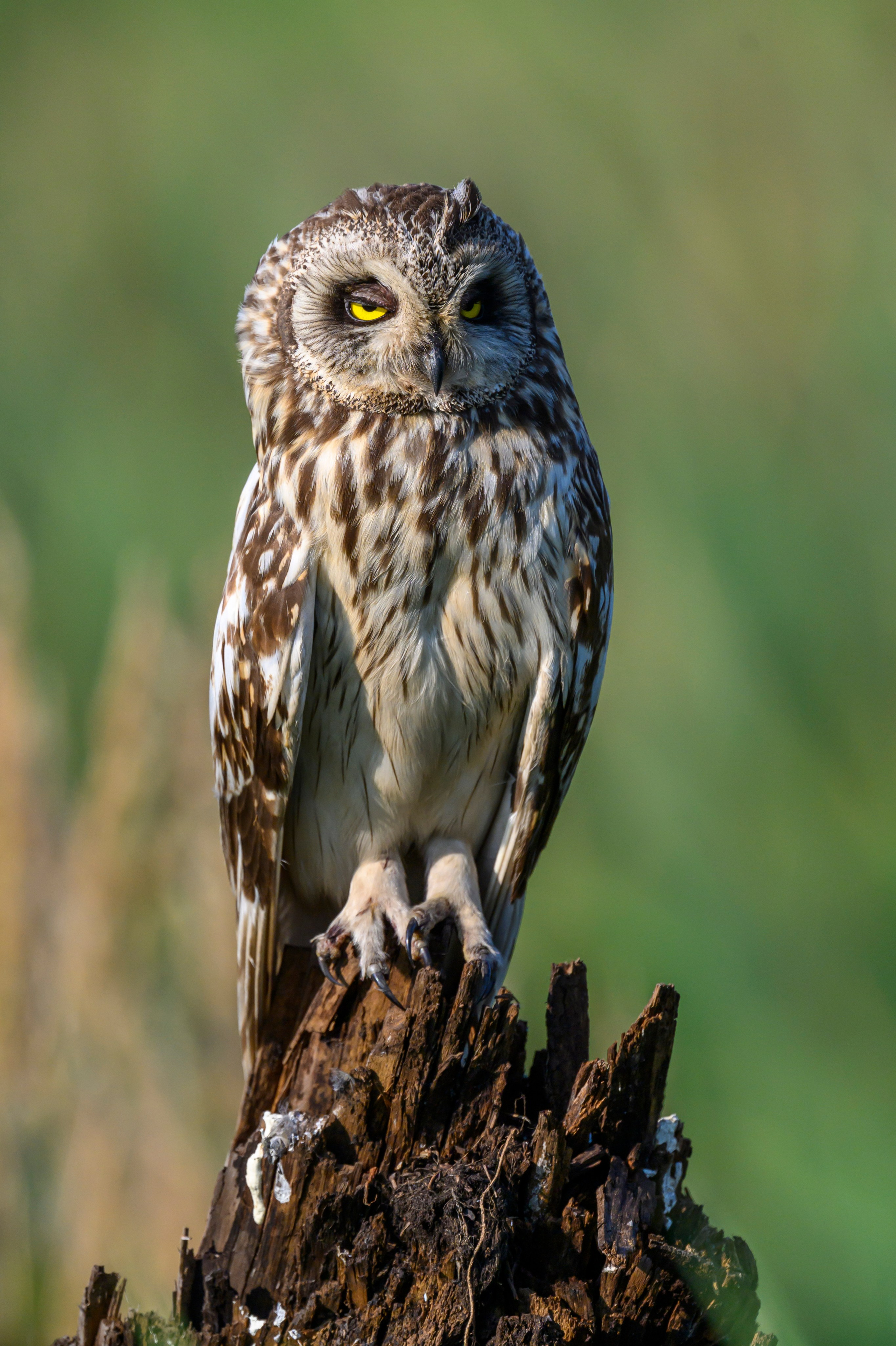 Совы умеют улыбаться. Owl can smile. Wildlife photography by Sergey Puponin