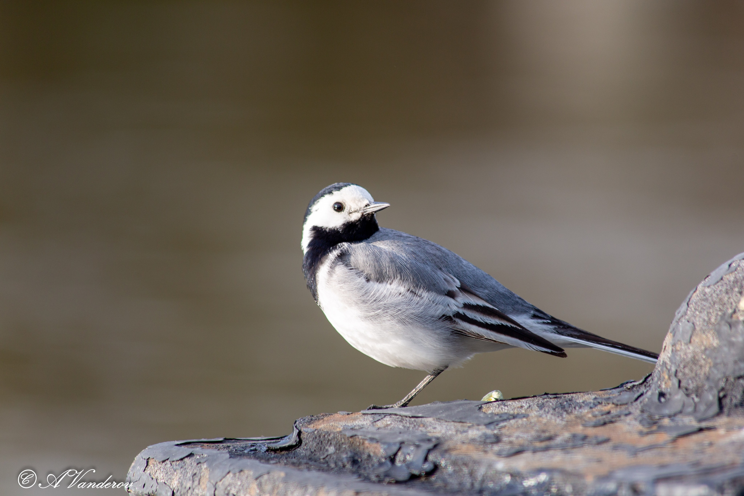 Прогулка 22.05.2024. Фотограф Омск | Александр Вандеров