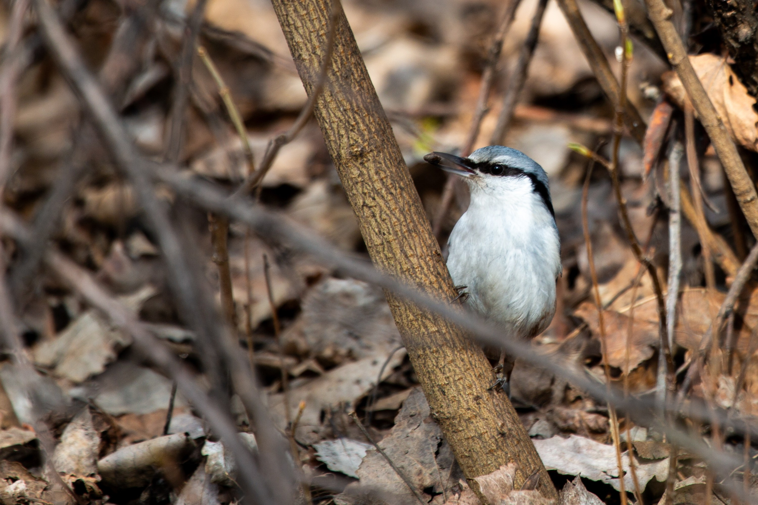 Весенняя фотопрогулка. Главная