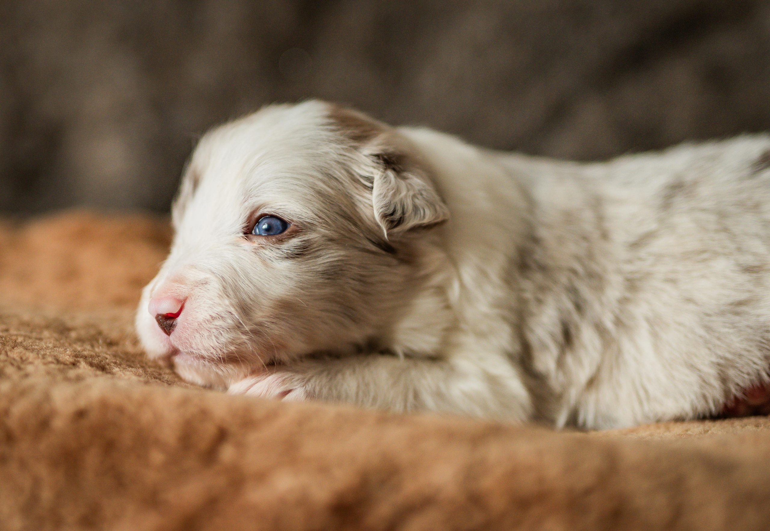Фритсвит. Семейный фотограф Ефремова Виктория