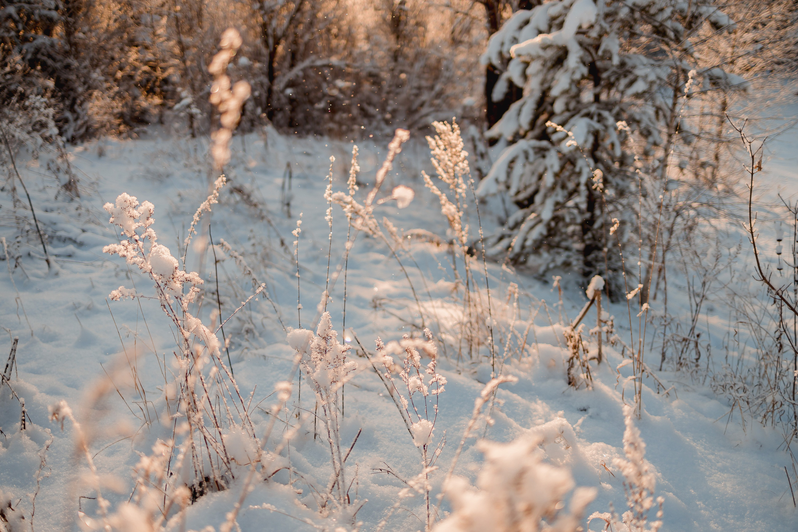 Зима 2023, -30. Семейный и детский фотограф в Железногорске Саламахо Ольга