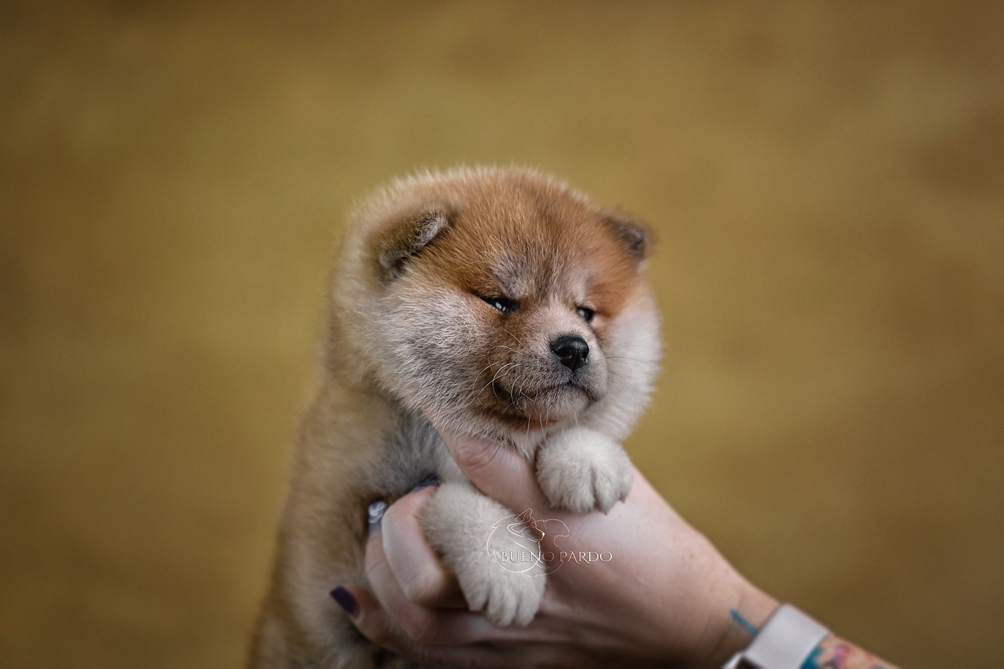 Щенки японской акита ину из питомника. Питомник собак Акита, Хаски, Корги