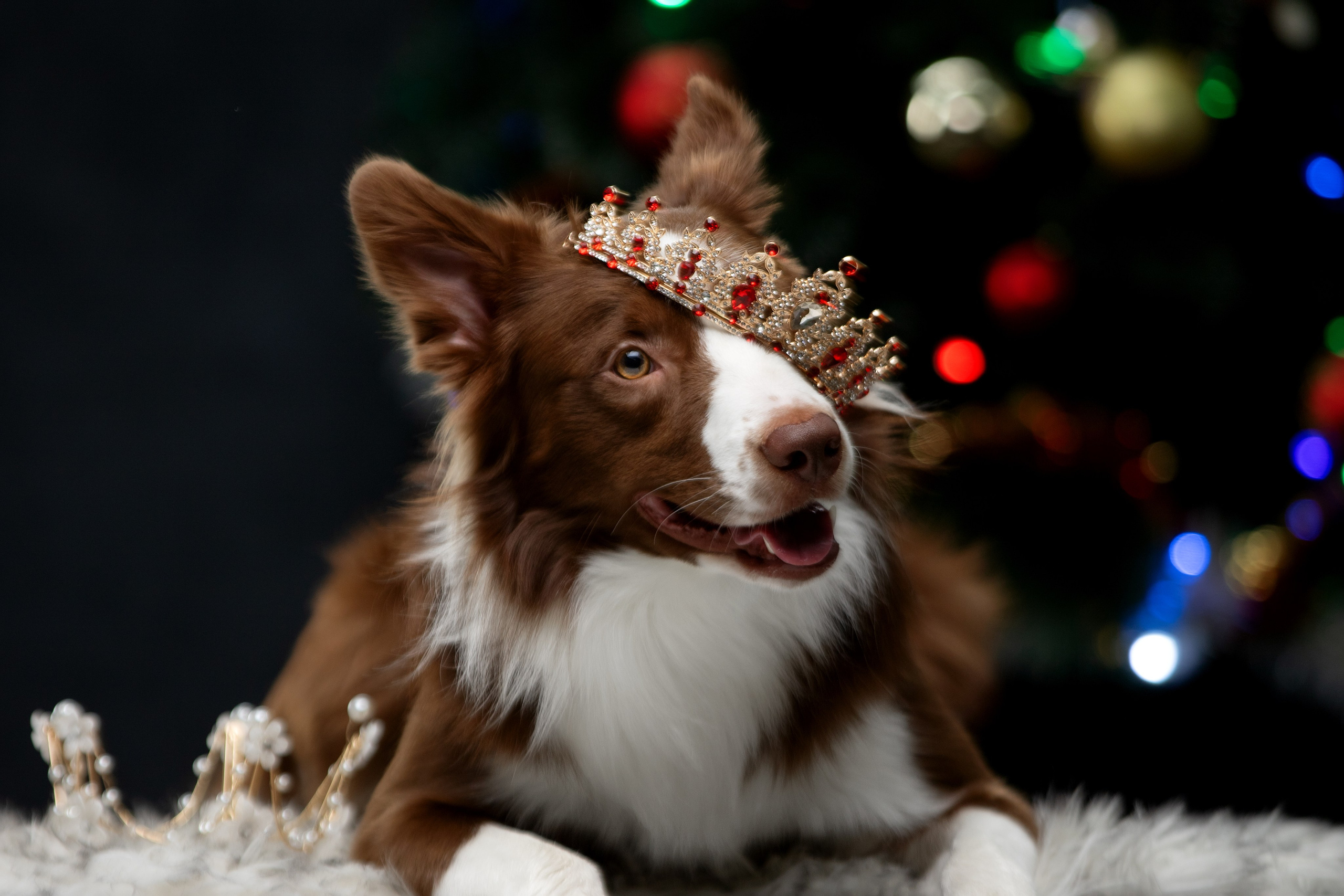Новогодняя съемка для Илона, Чарли и Джейсона. Фотограф-анималист Юлия Зубкова