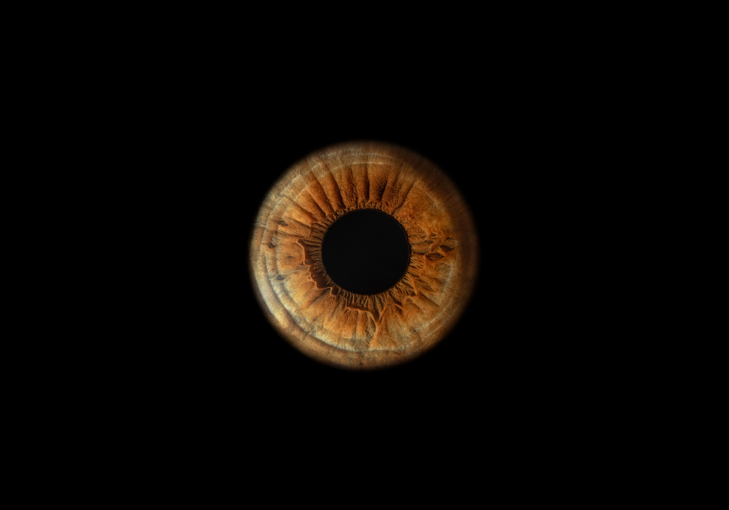 Фото радужки глаза в высоком разрешении и детализации. Крым, Севастополь. Ojo Art 2