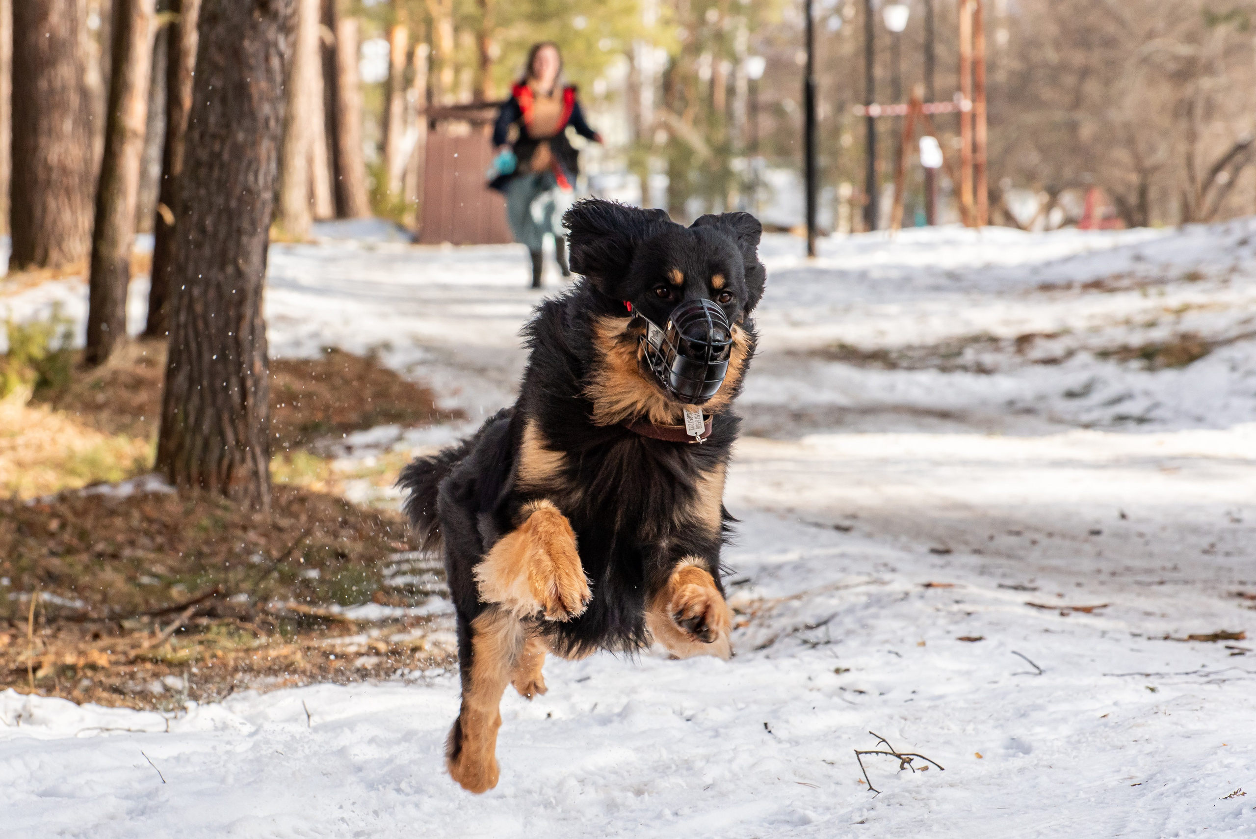 Фотосессии в кинологическом лагере. Фотограф Макс Огурцов в Нижнем Новгороде
