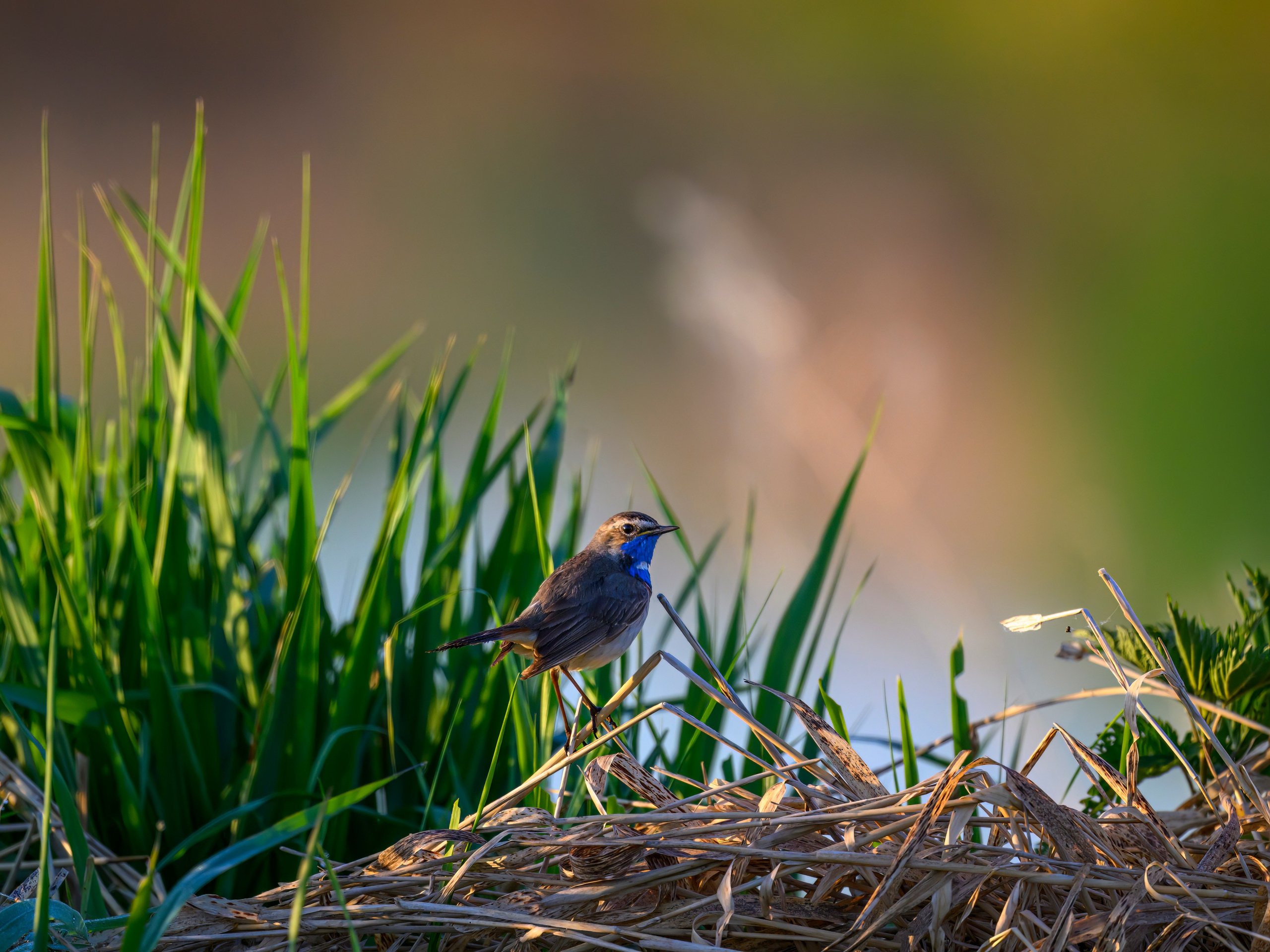 Охота сов и схватка с лунем. Фотограф Сергей Пупонин