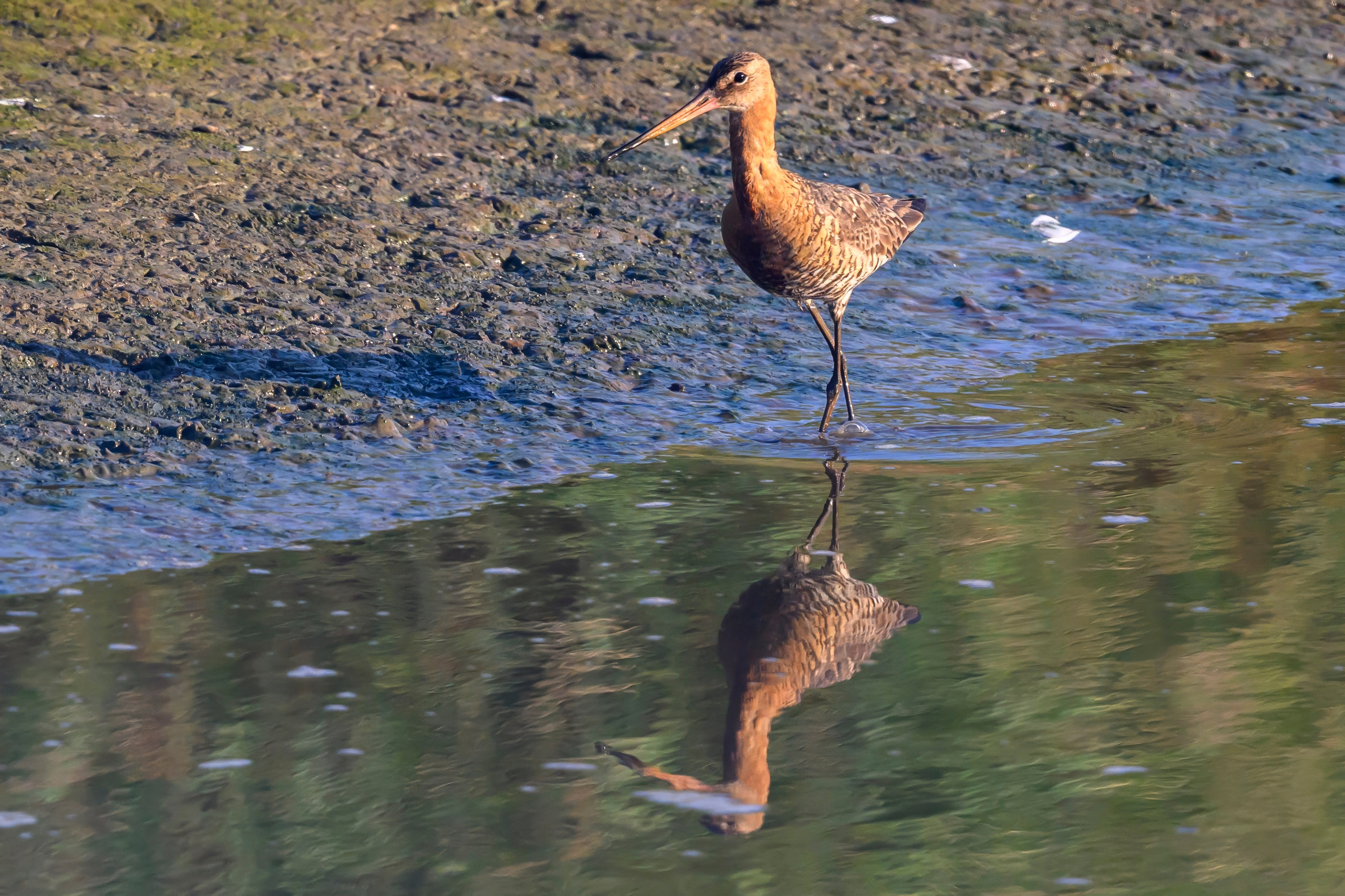 Совы и кулики. Фотограф Сергей Пупонин