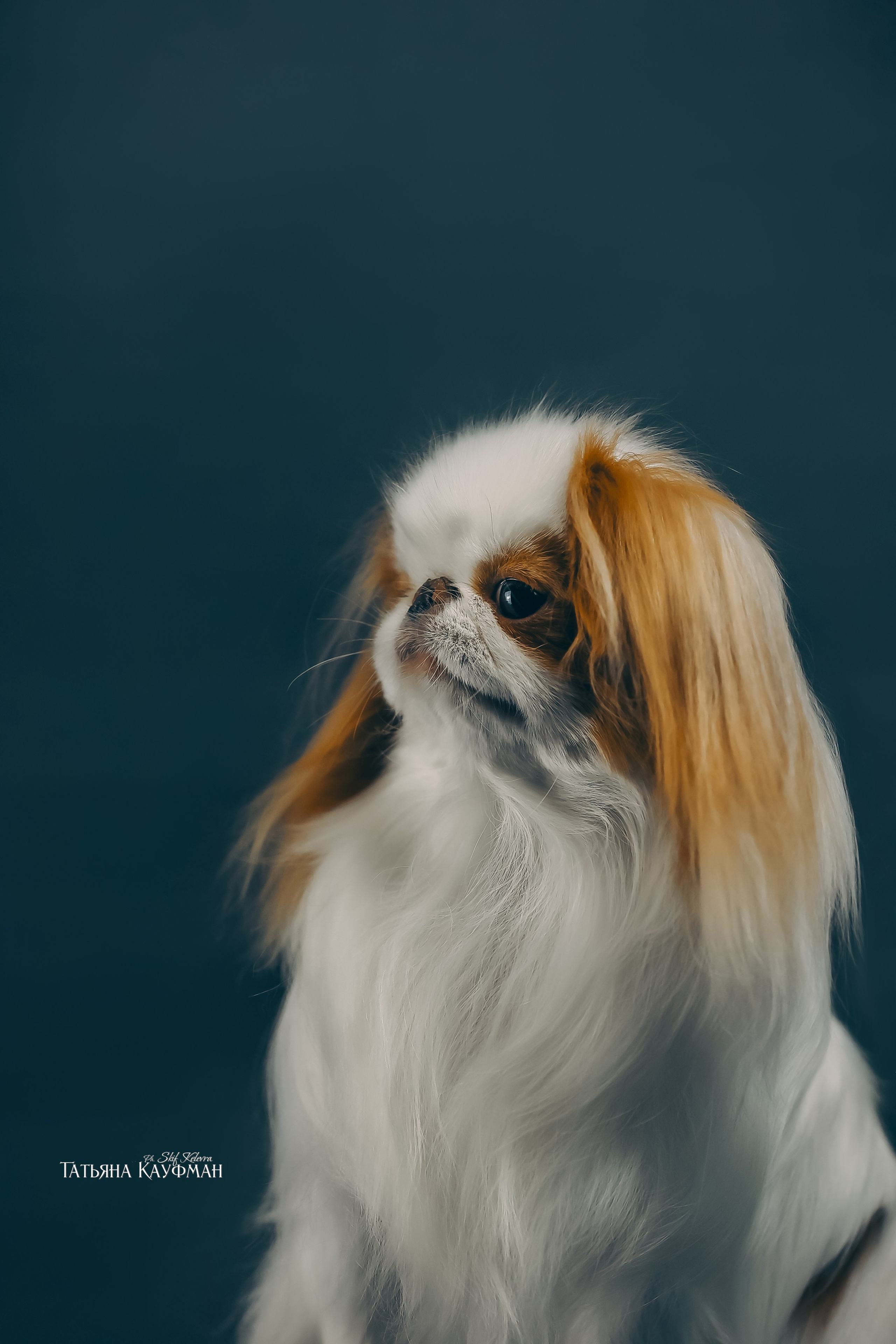 Японский хин, фотография японский хин, красивая собака, фотограф анималист, фотокурс Анималистика, научиться фотографировать собак, фотограф Новосибирск, фотостудия Скифки, студийная фотография