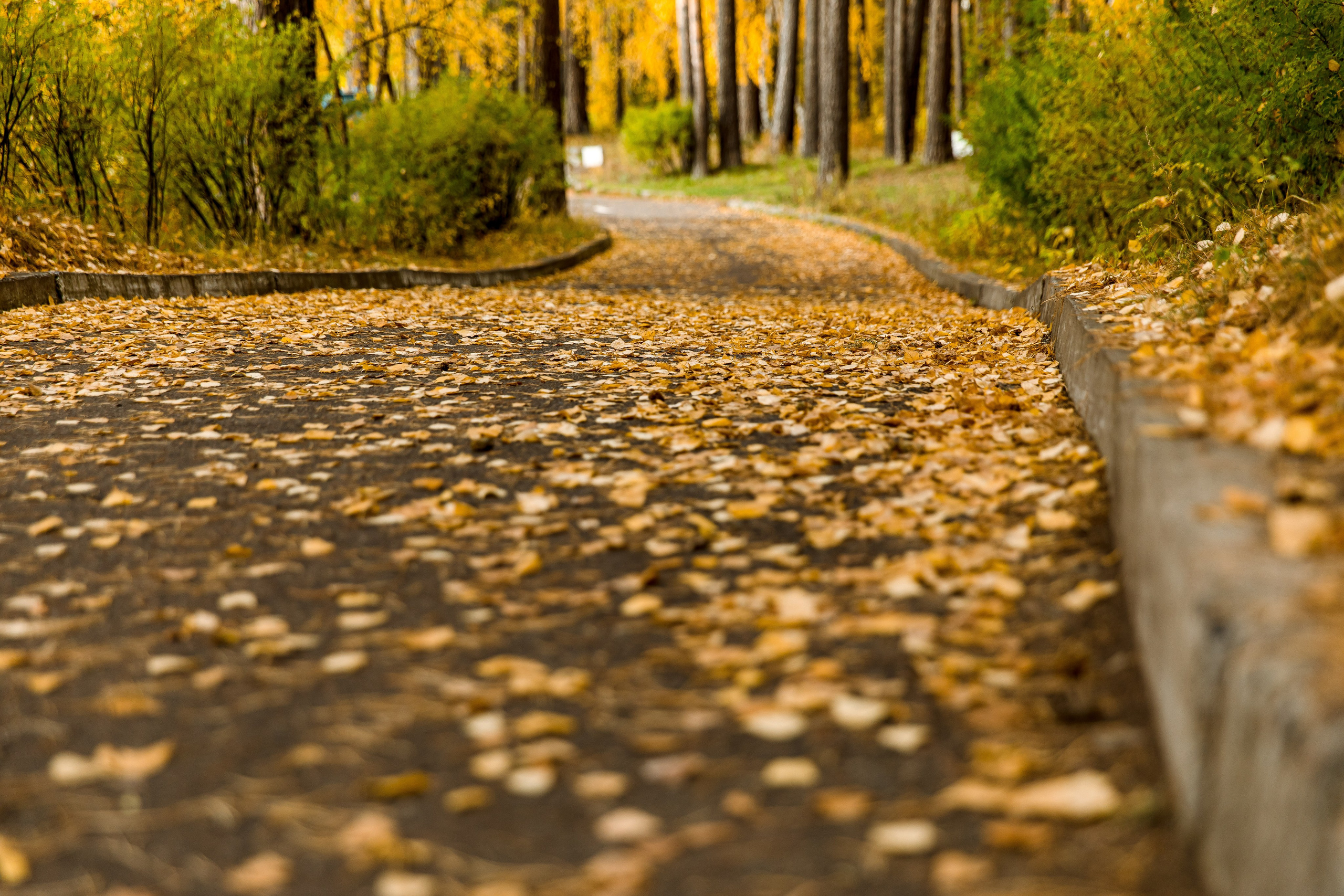 Осень в парке. Семейный и детский фотограф в Железногорске Саламахо Ольга