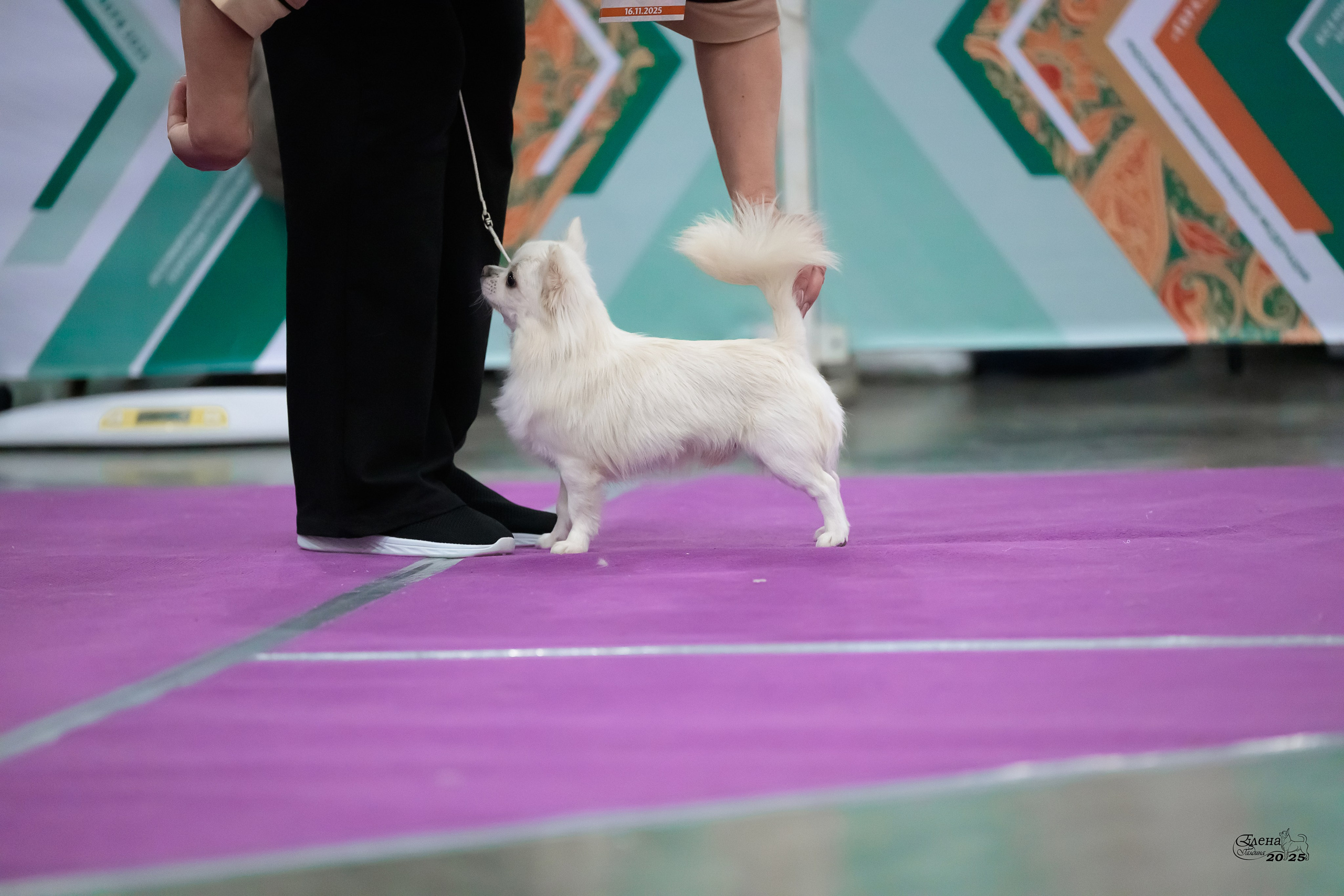 15-16.11.2025 ЕВРАЗИЯ г. Москва. Фотограф анималист Елена Галдина г. Красноярск