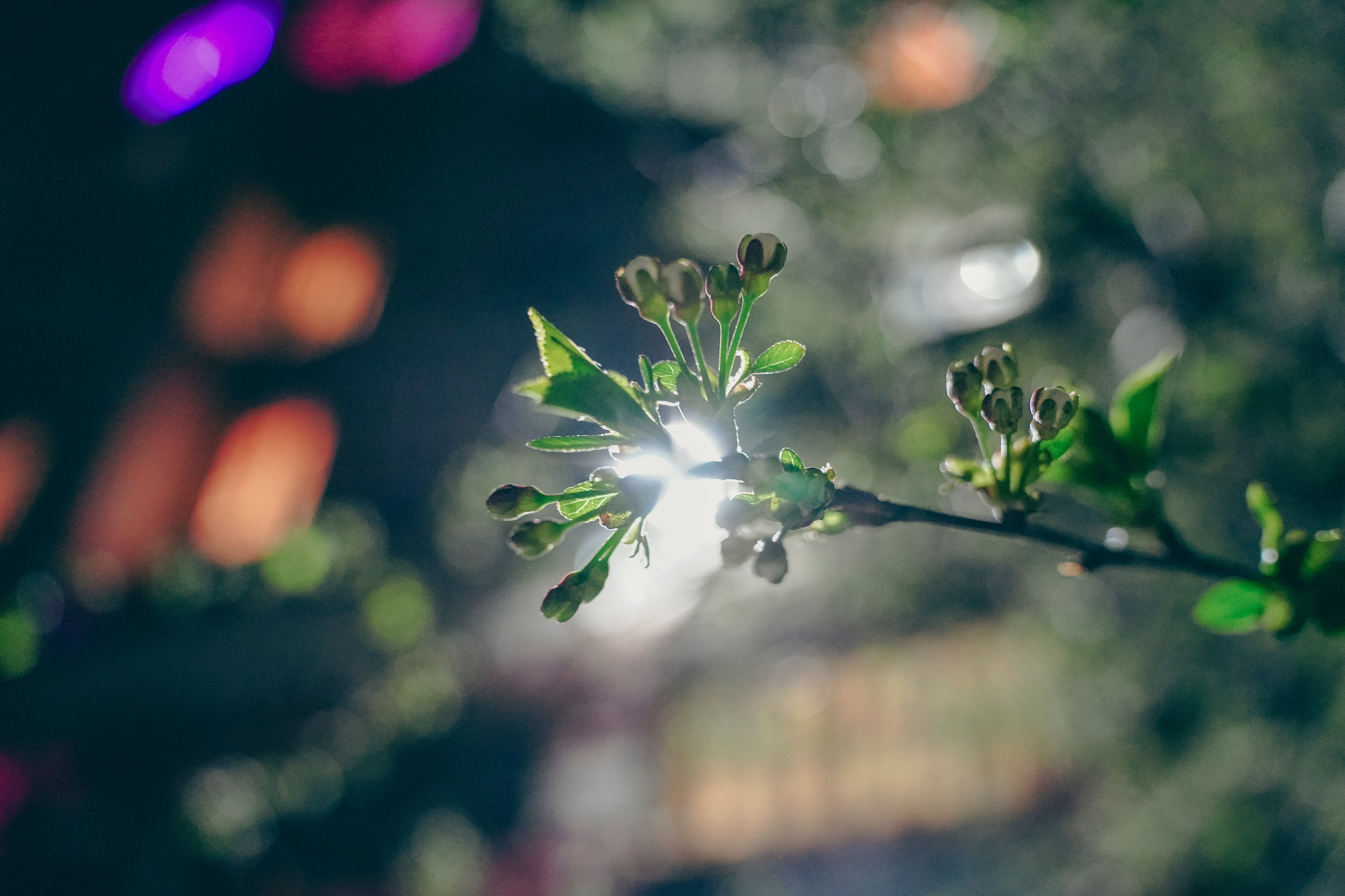 Веточка. Фотограф Кузнецов Егор Липецк