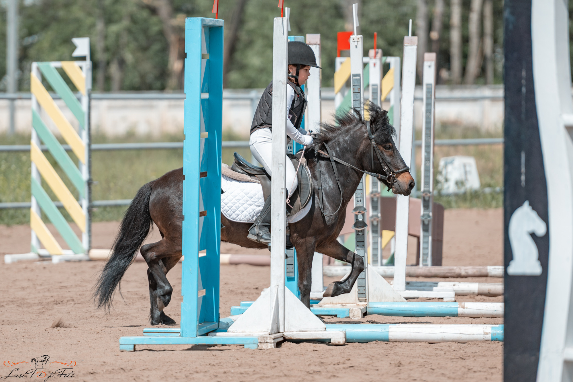Областные соревнования по конкуру. Тверь. Конный и фотограф с животными в Твери Топталова Люся